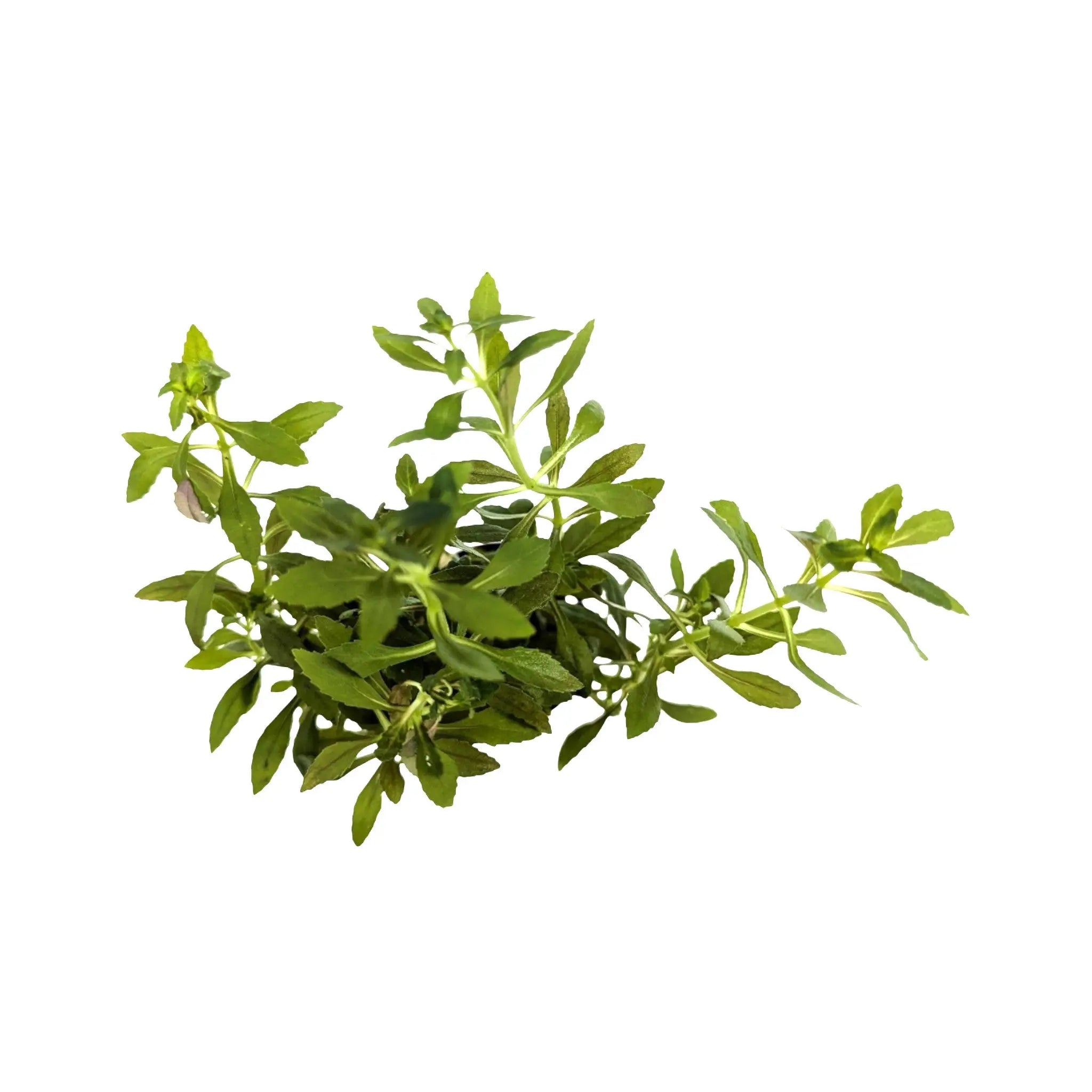 Limnophila aromatica Aquafleur
