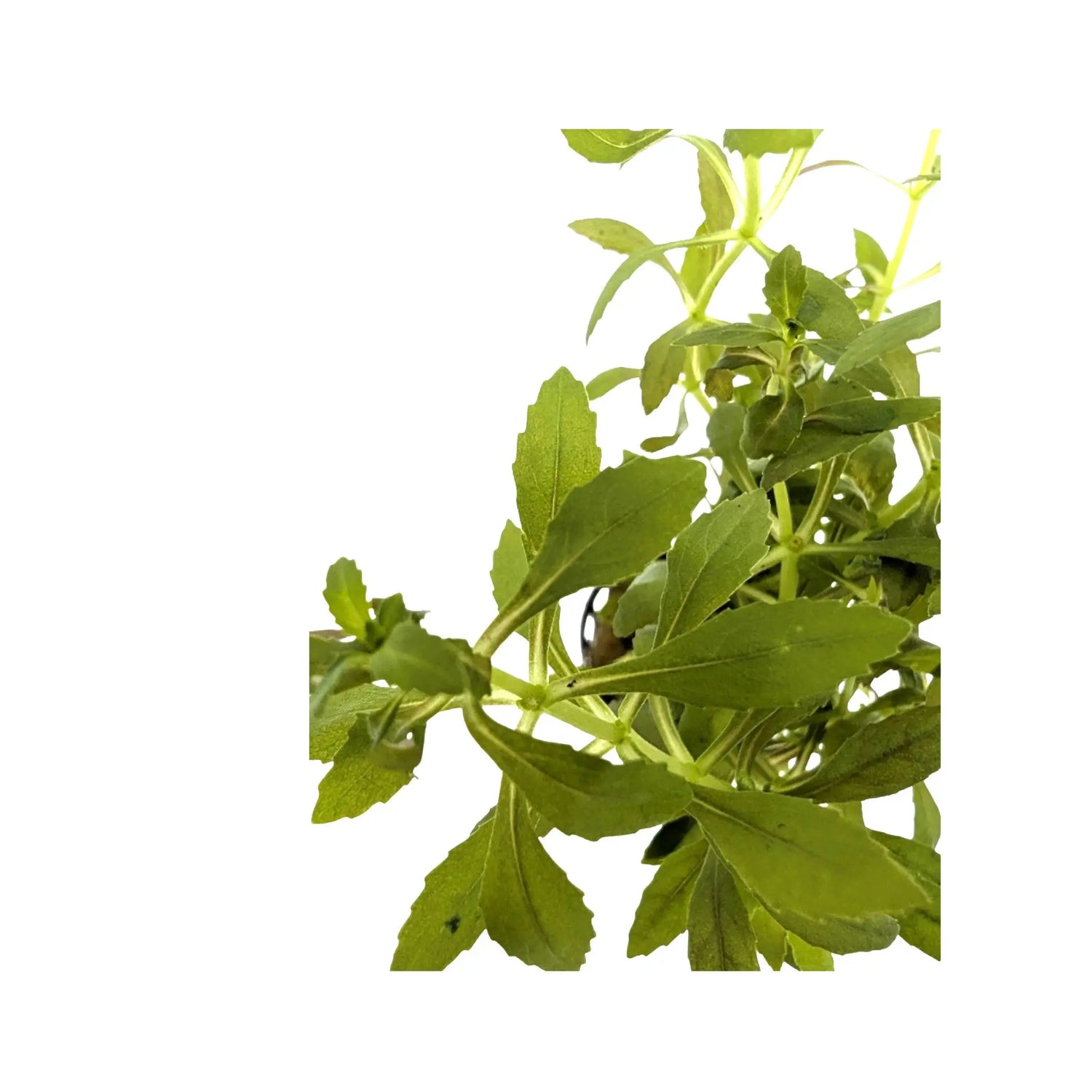 Limnophila aromatica Aquafleur