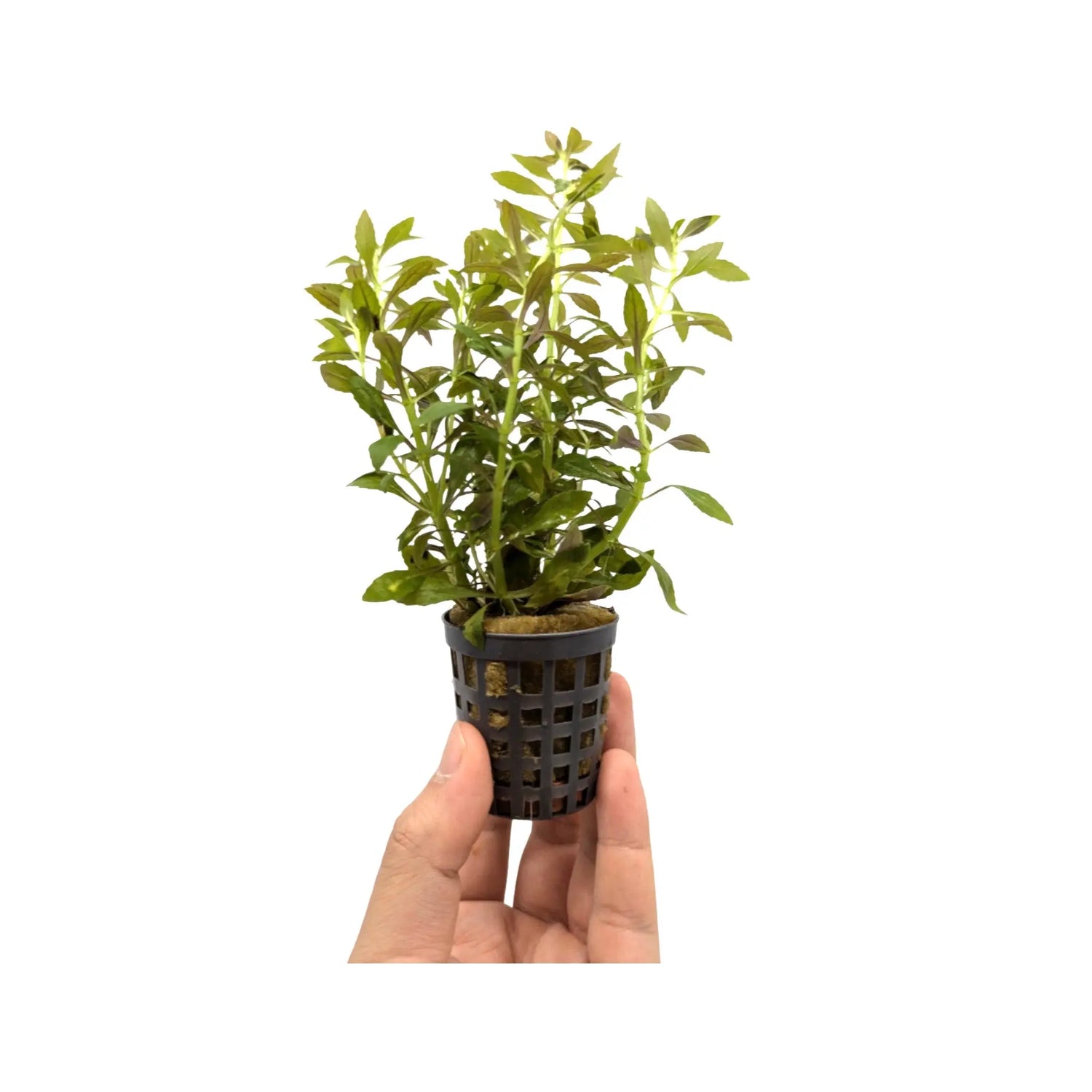 Limnophila aromatica Aquafleur