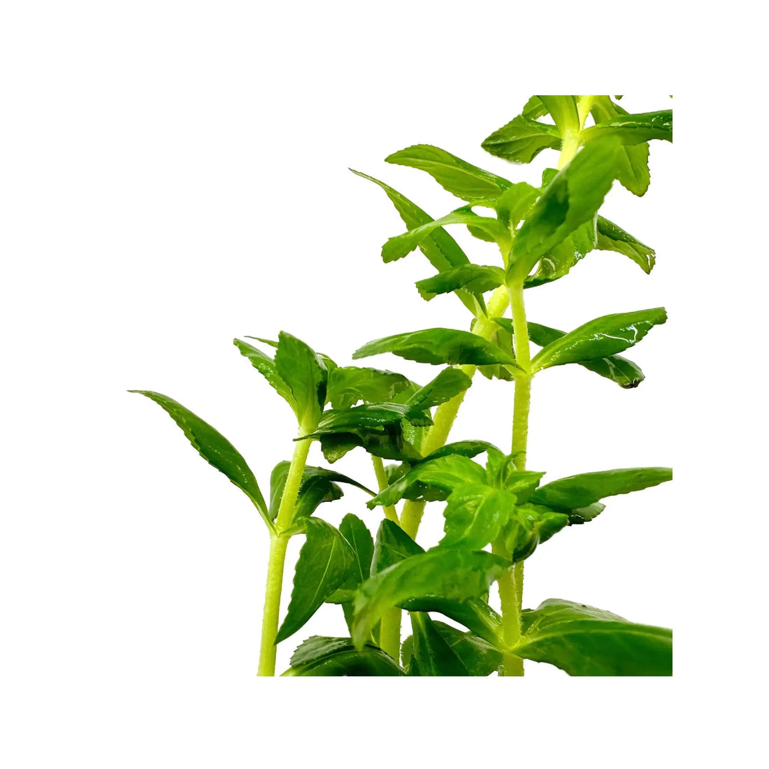 Limnophila aromatica Green Aquafleur