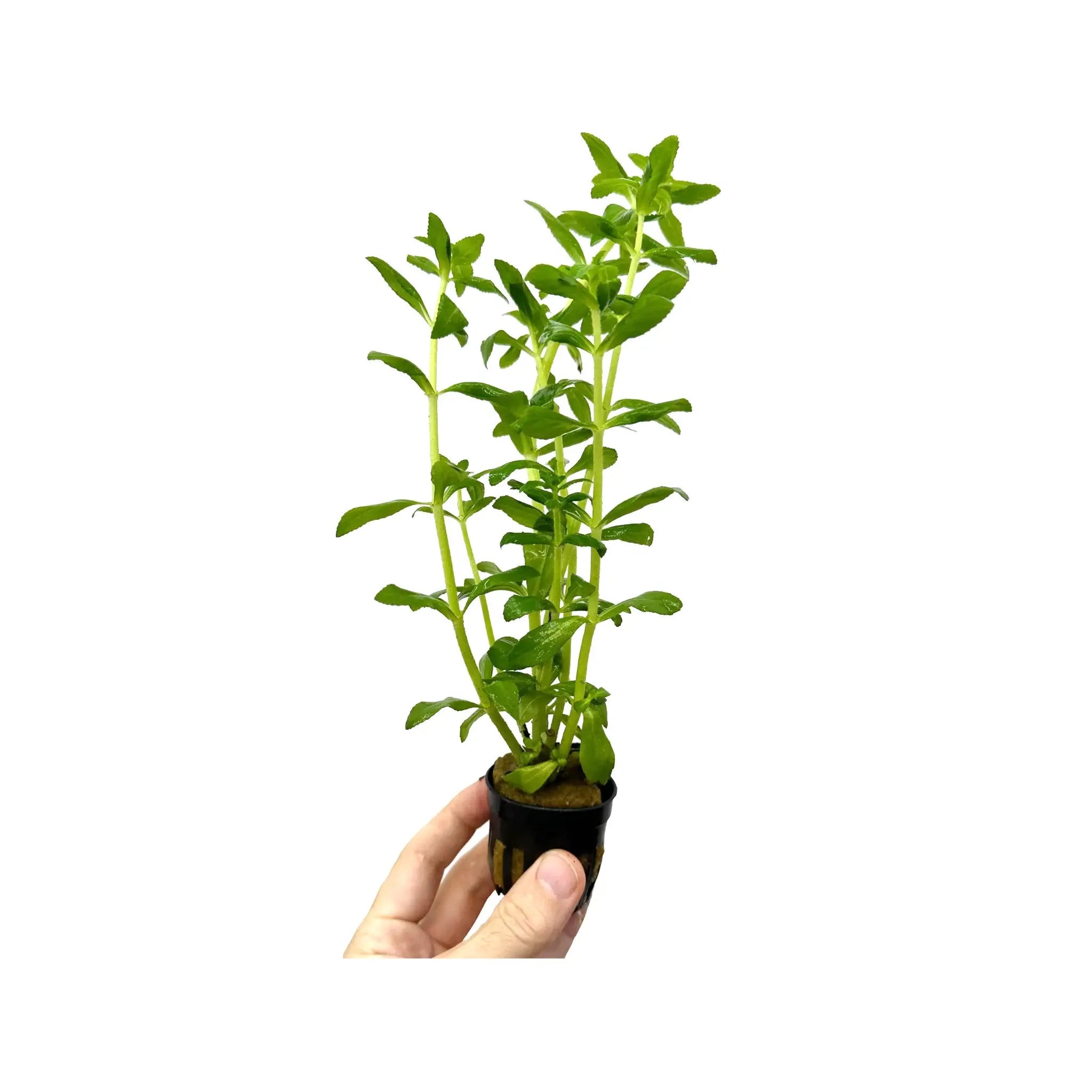 Limnophila aromatica Green Aquafleur