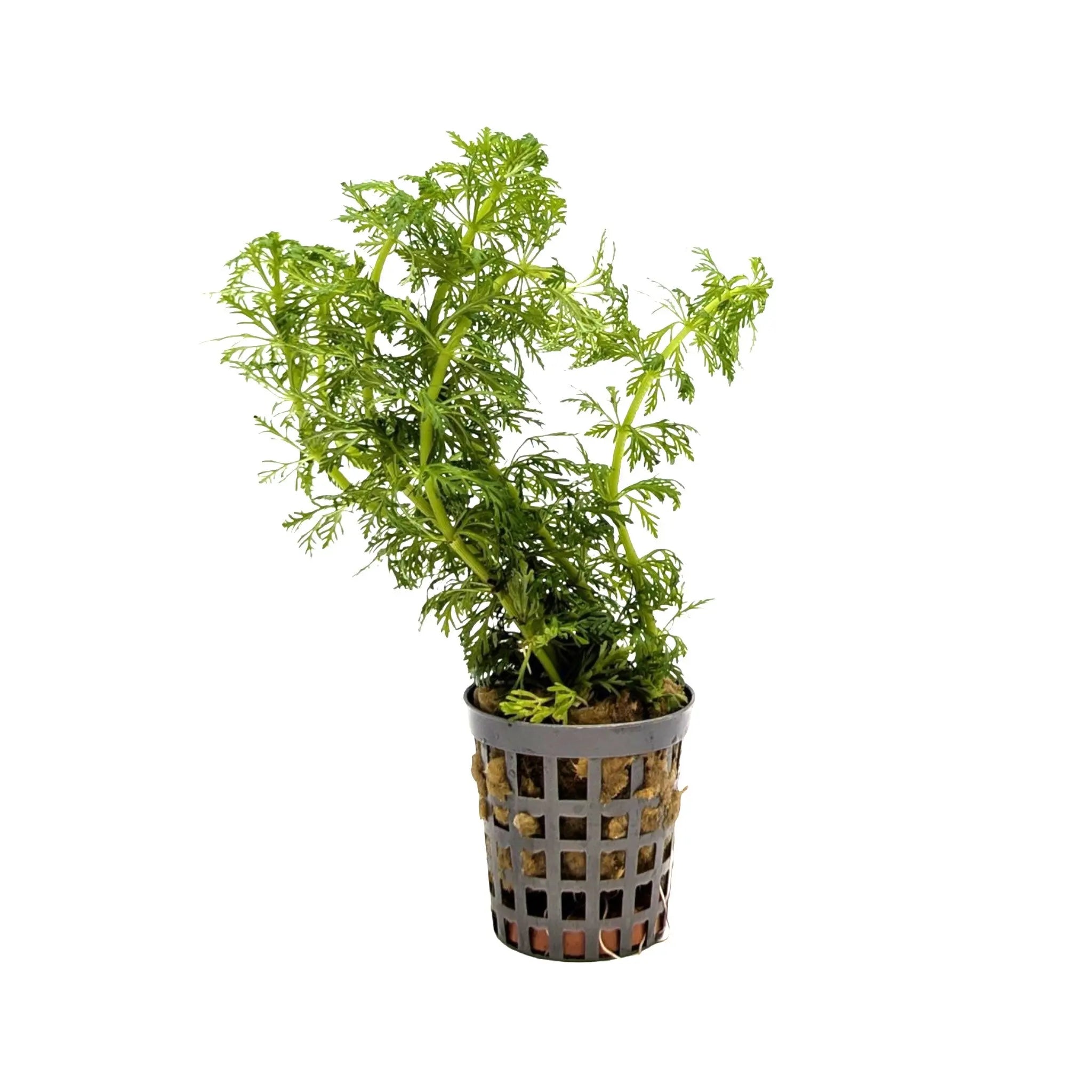 Limnophila heterophylla - fast growing! Aquafleur