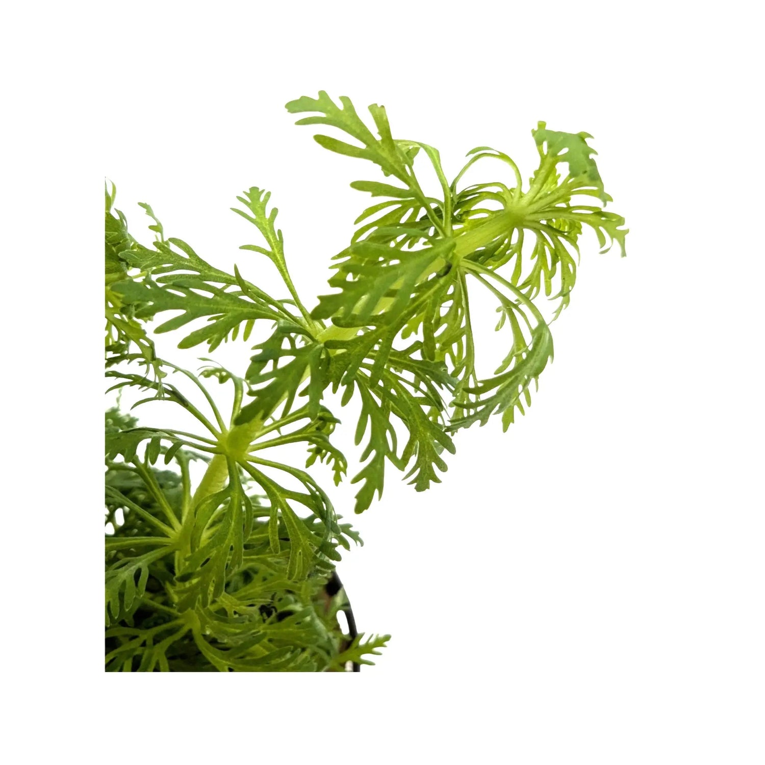 Limnophila heterophylla - fast growing! Aquafleur