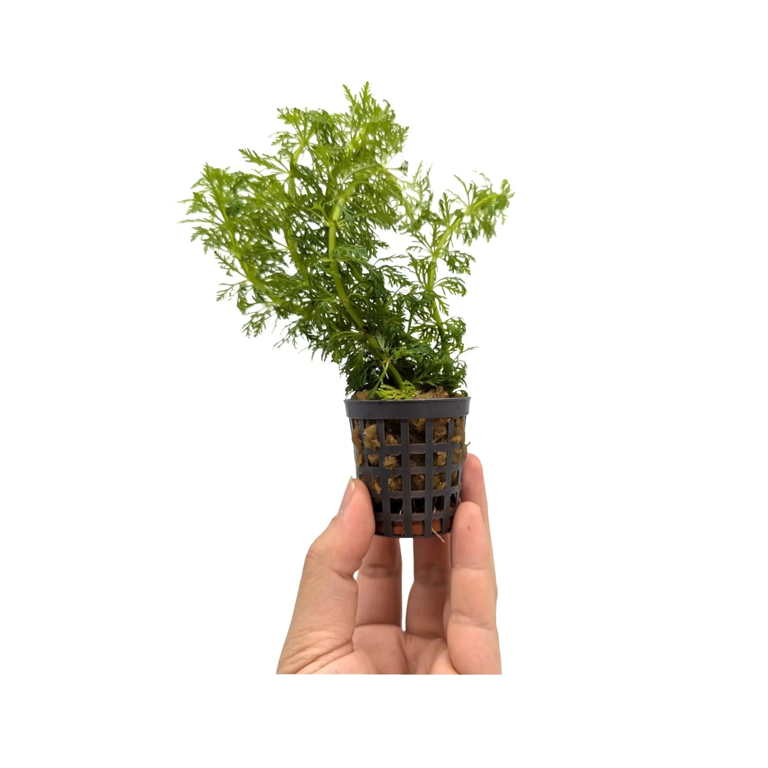 Limnophila heterophylla - fast growing! Aquafleur