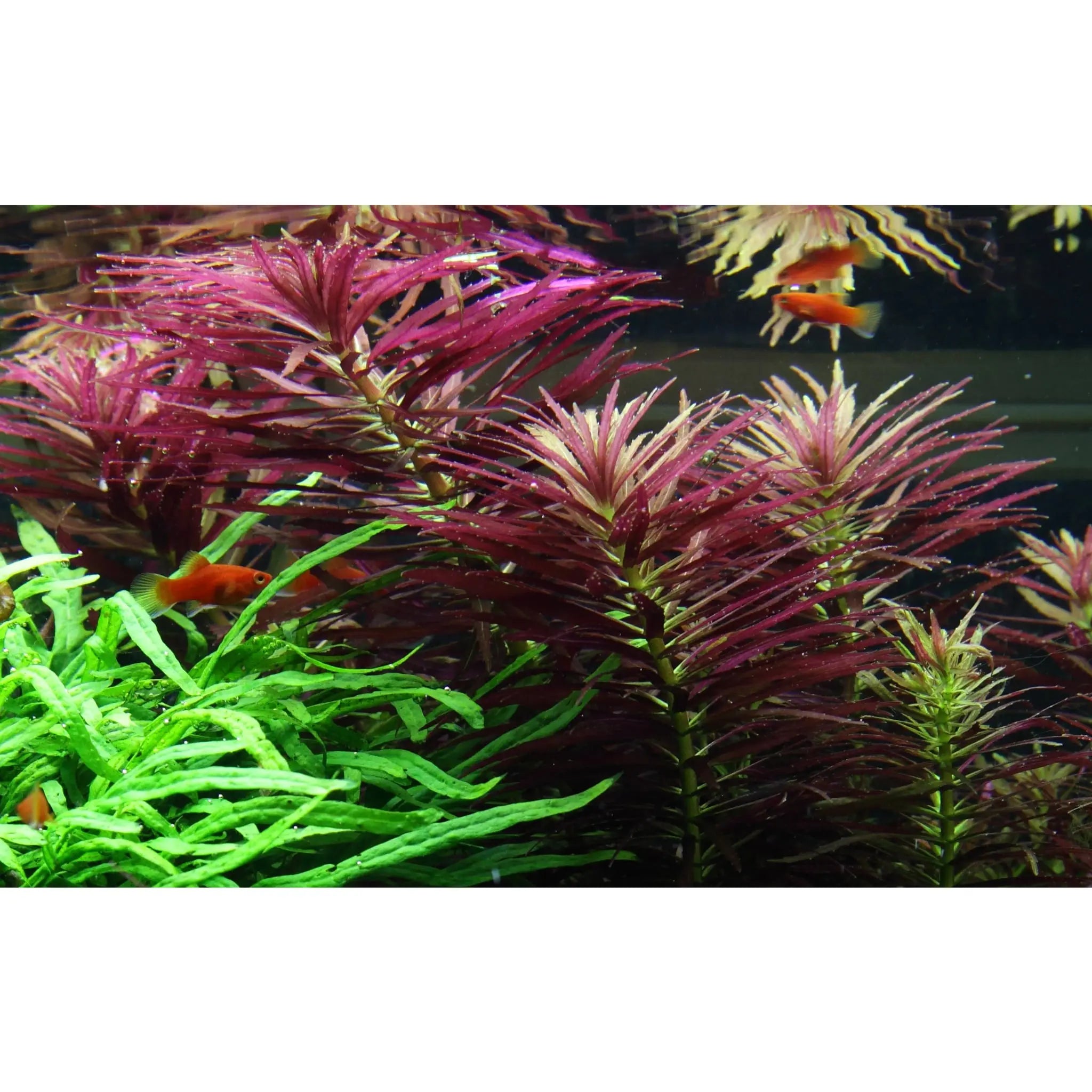 Limnophila hippuridoides - Aqua Essentials