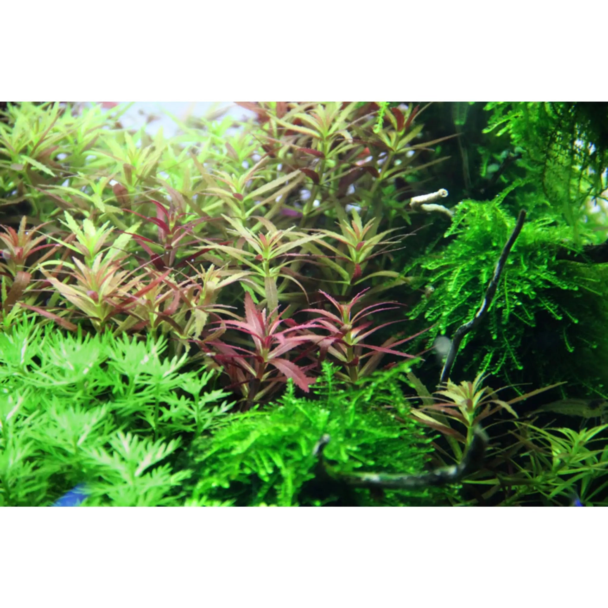 Limnophila hippuridoides - Aqua Essentials