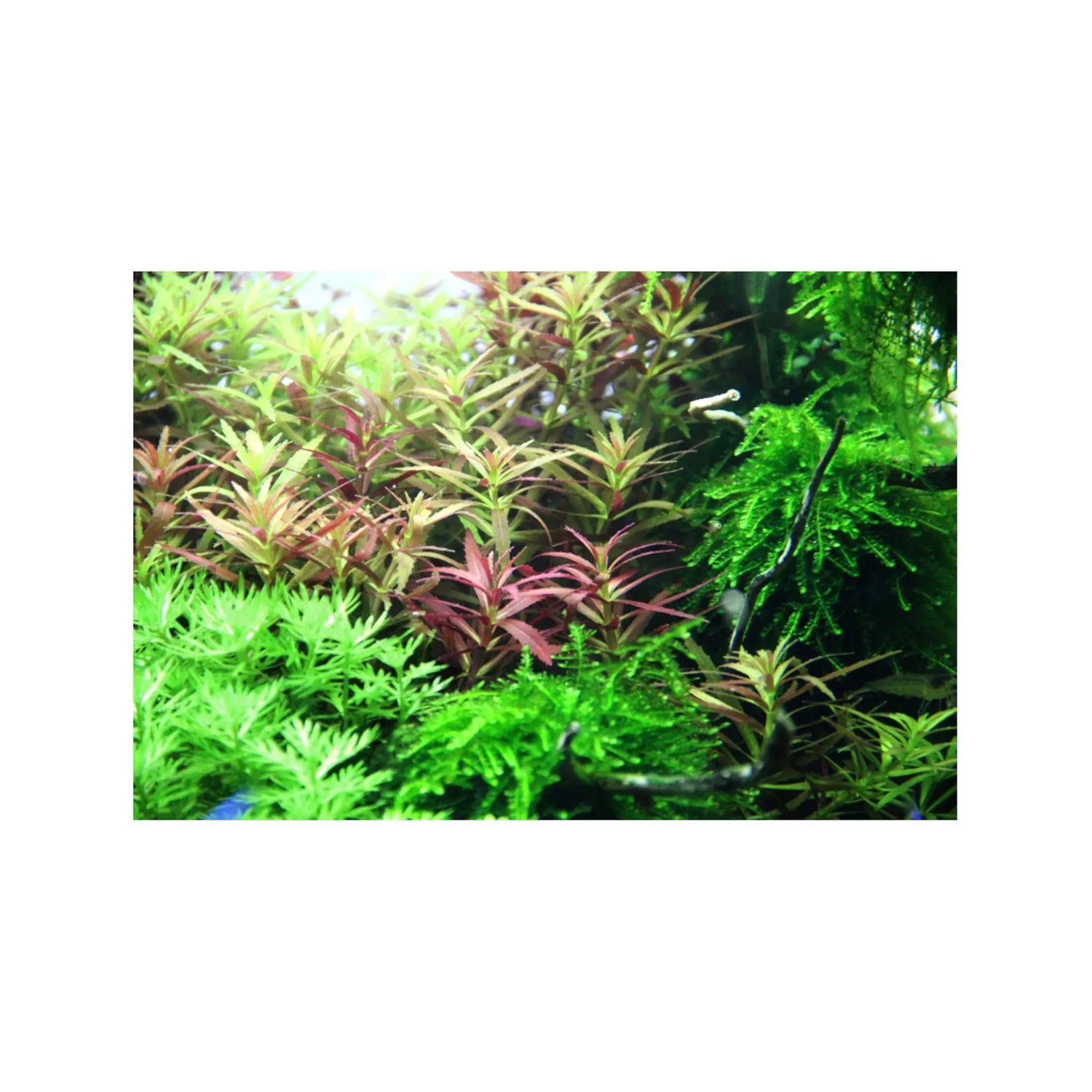 Limnophila hippuridoides Tropica