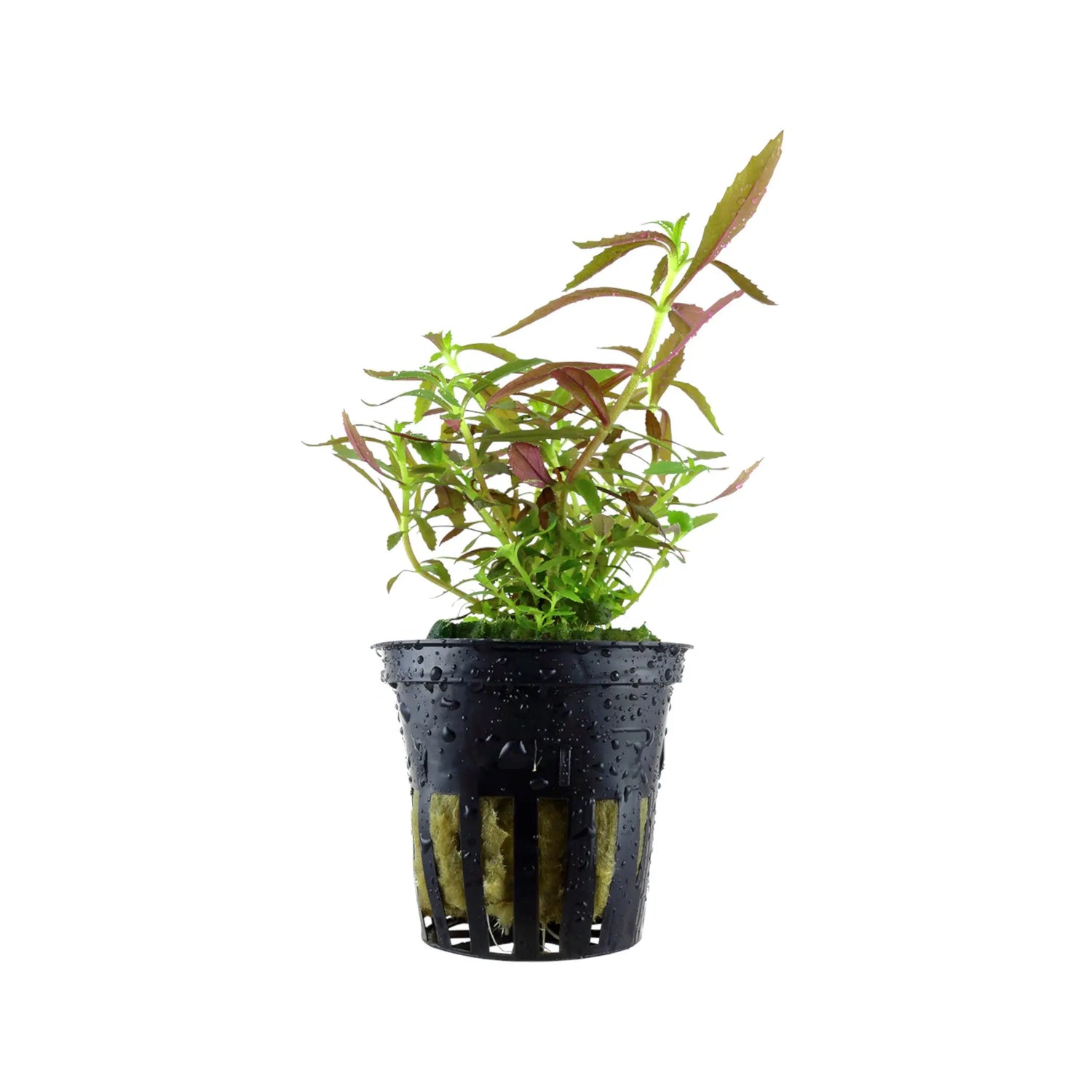 Limnophila hippuridoides Tropica