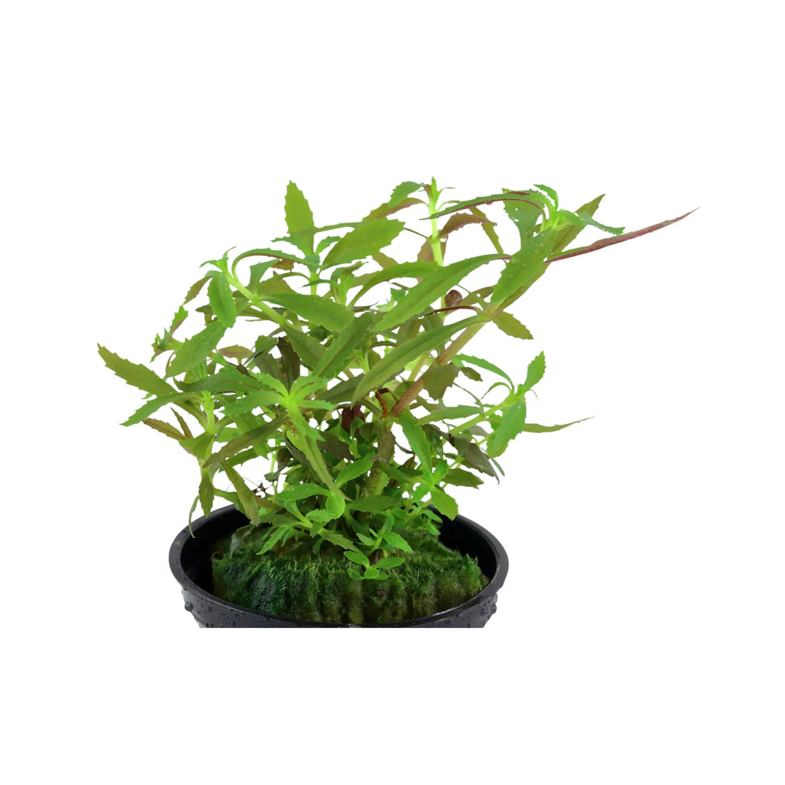 Limnophila hippuridoides Tropica