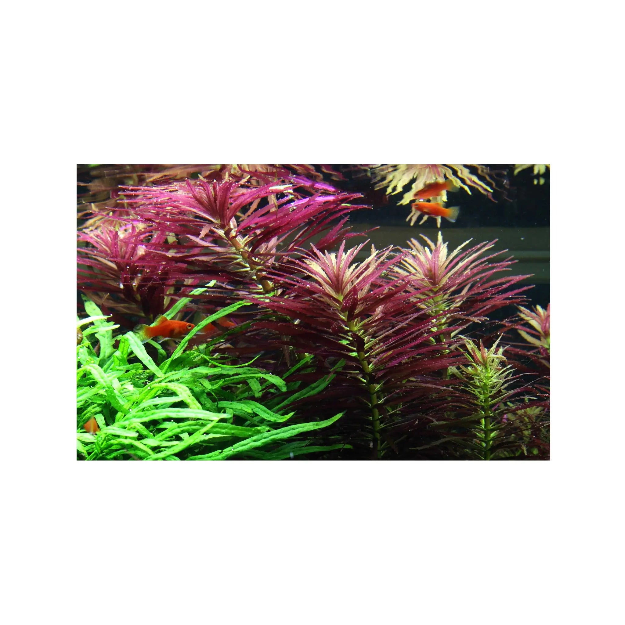 Limnophila hippuridoides Tropica