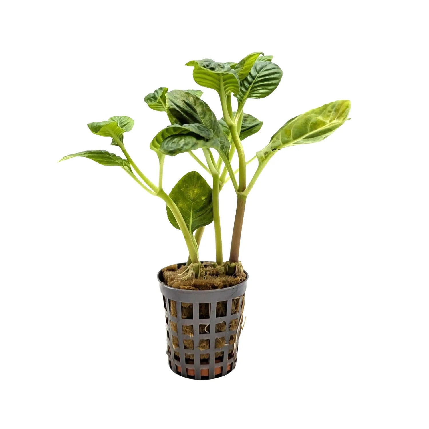 Limnophila rugosa Aquafleur