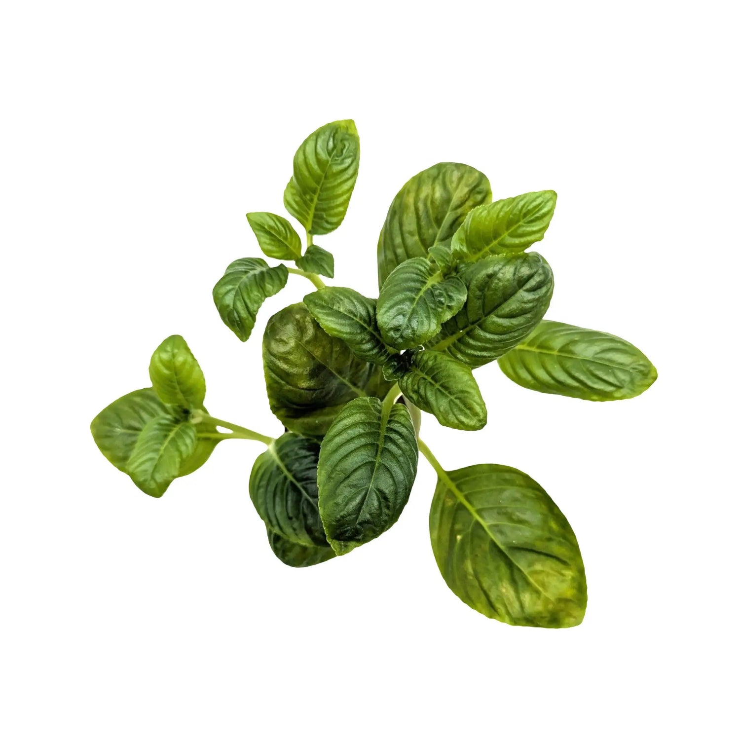 Limnophila rugosa Aquafleur