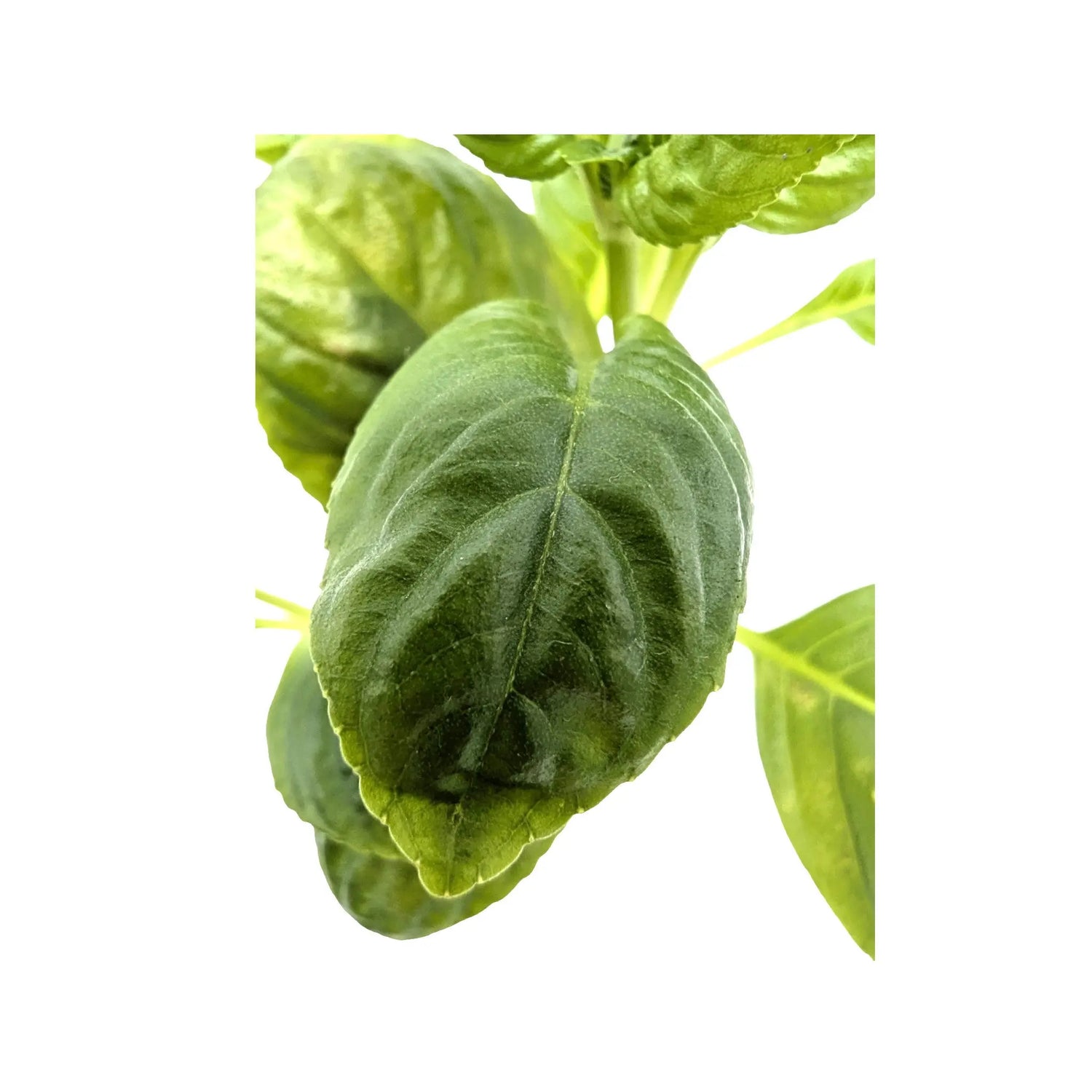 Limnophila rugosa Aquafleur