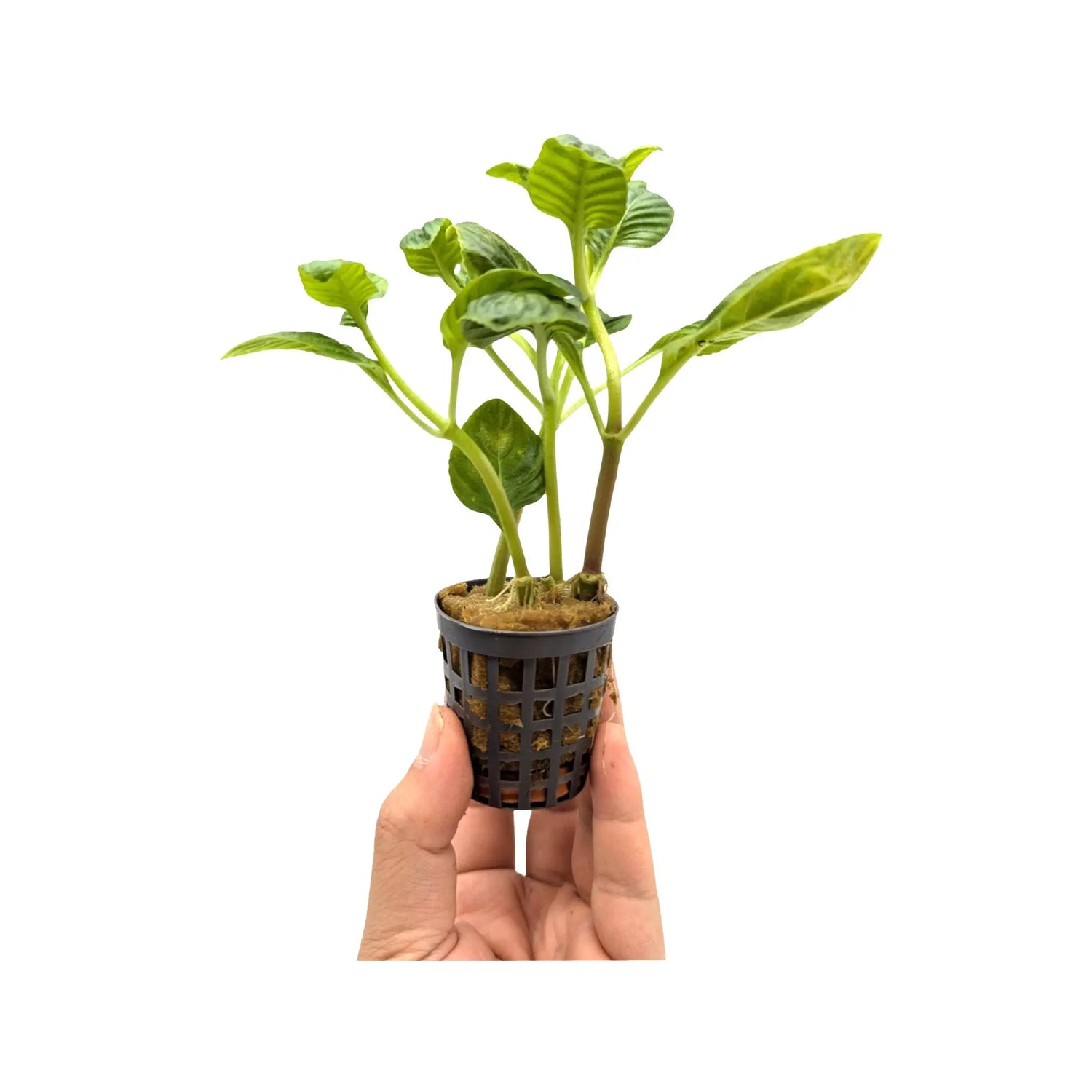 Limnophila rugosa Aquafleur