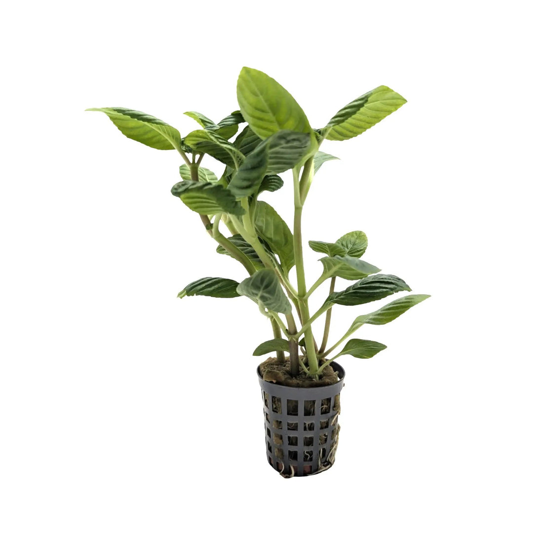 Limnophila rugosa Aquafleur