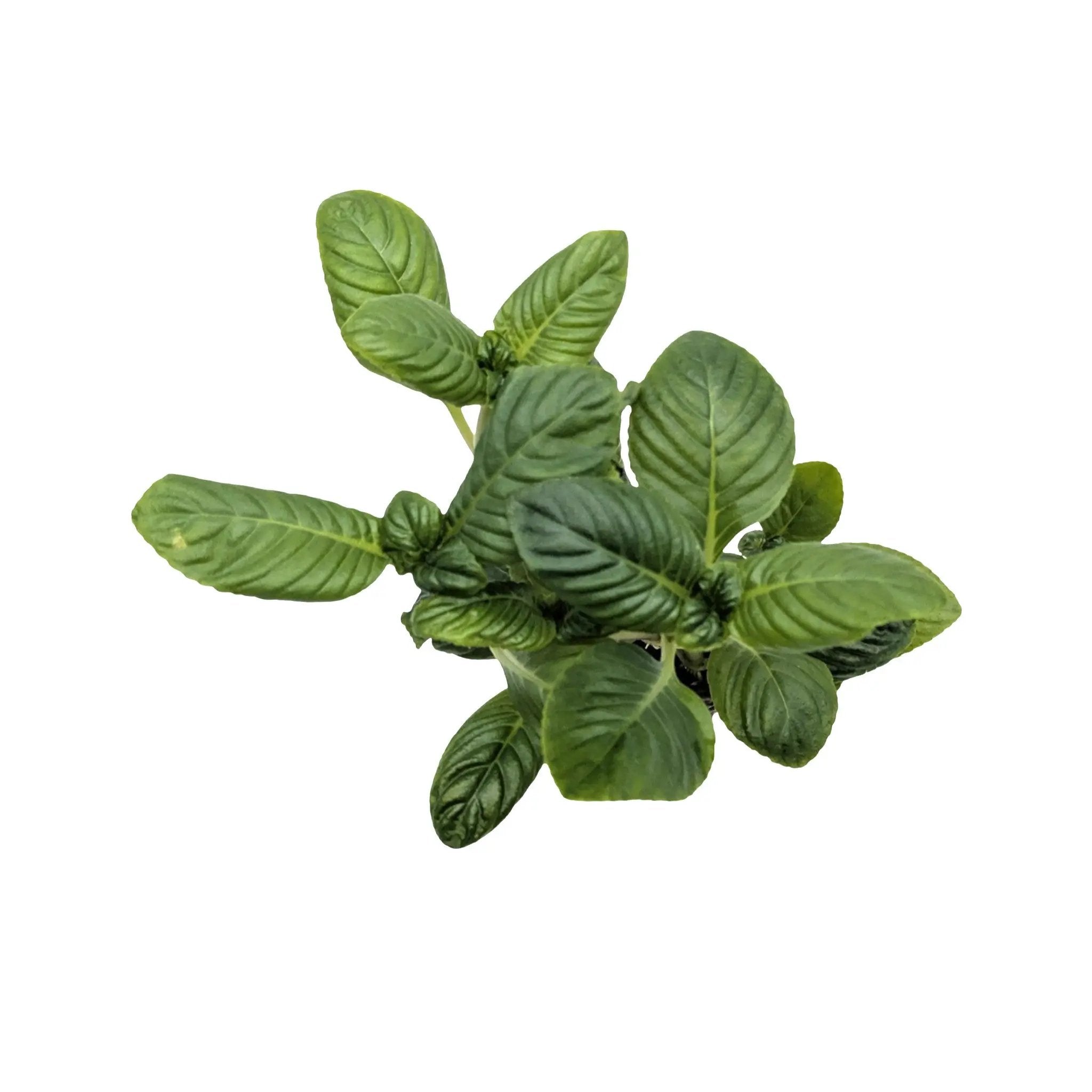 Limnophila rugosa Aquafleur