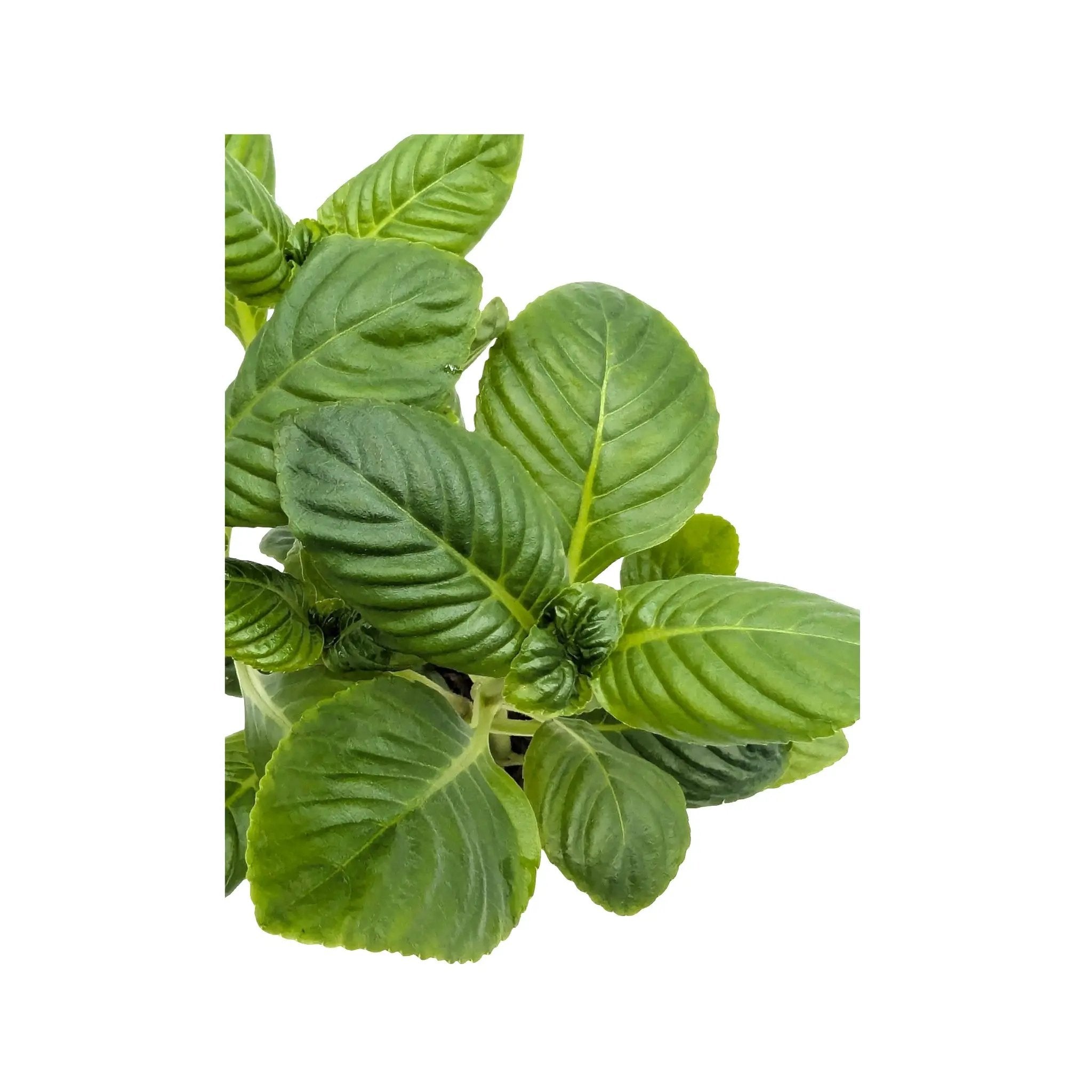 Limnophila rugosa Aquafleur