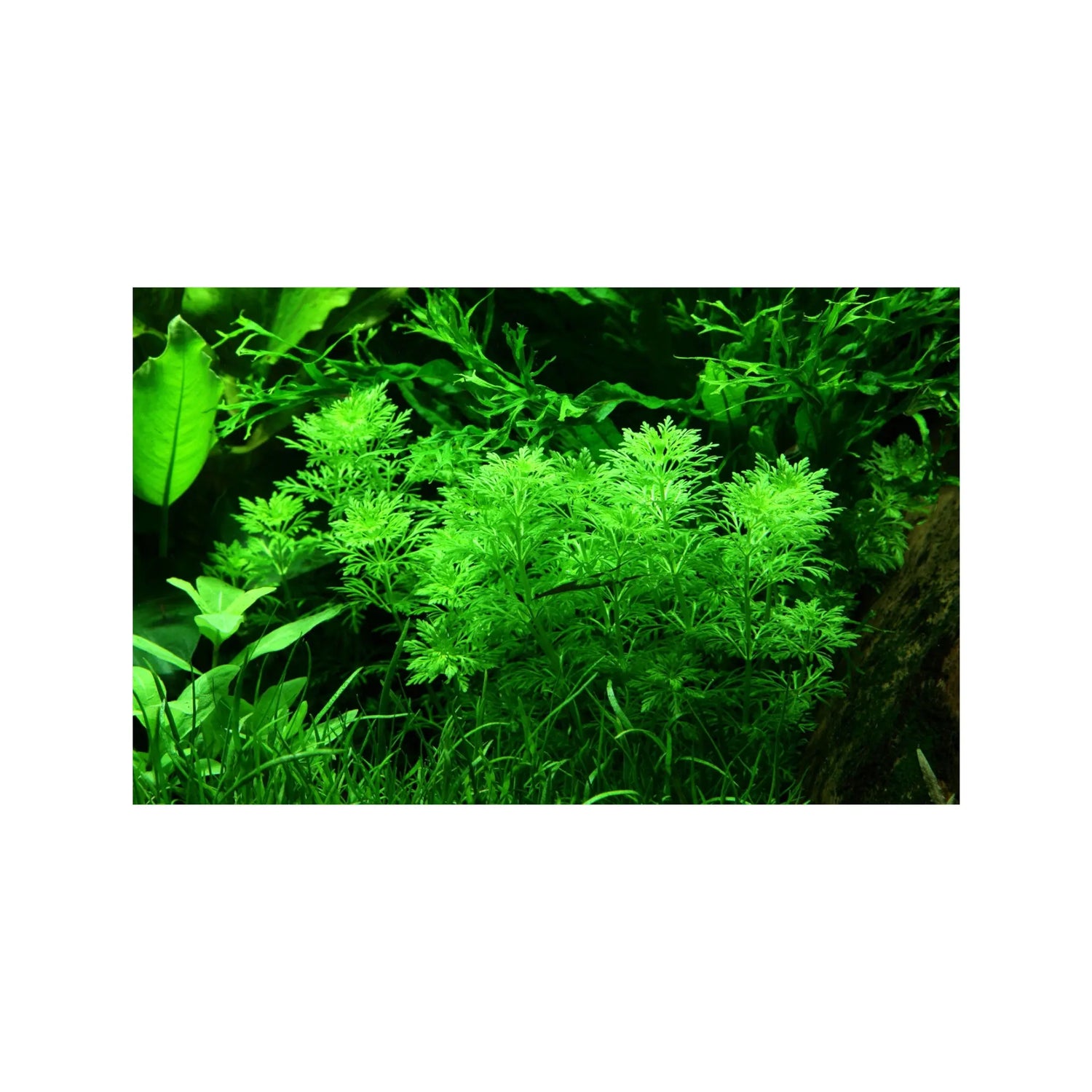 Limnophila sessiliflora Tropica