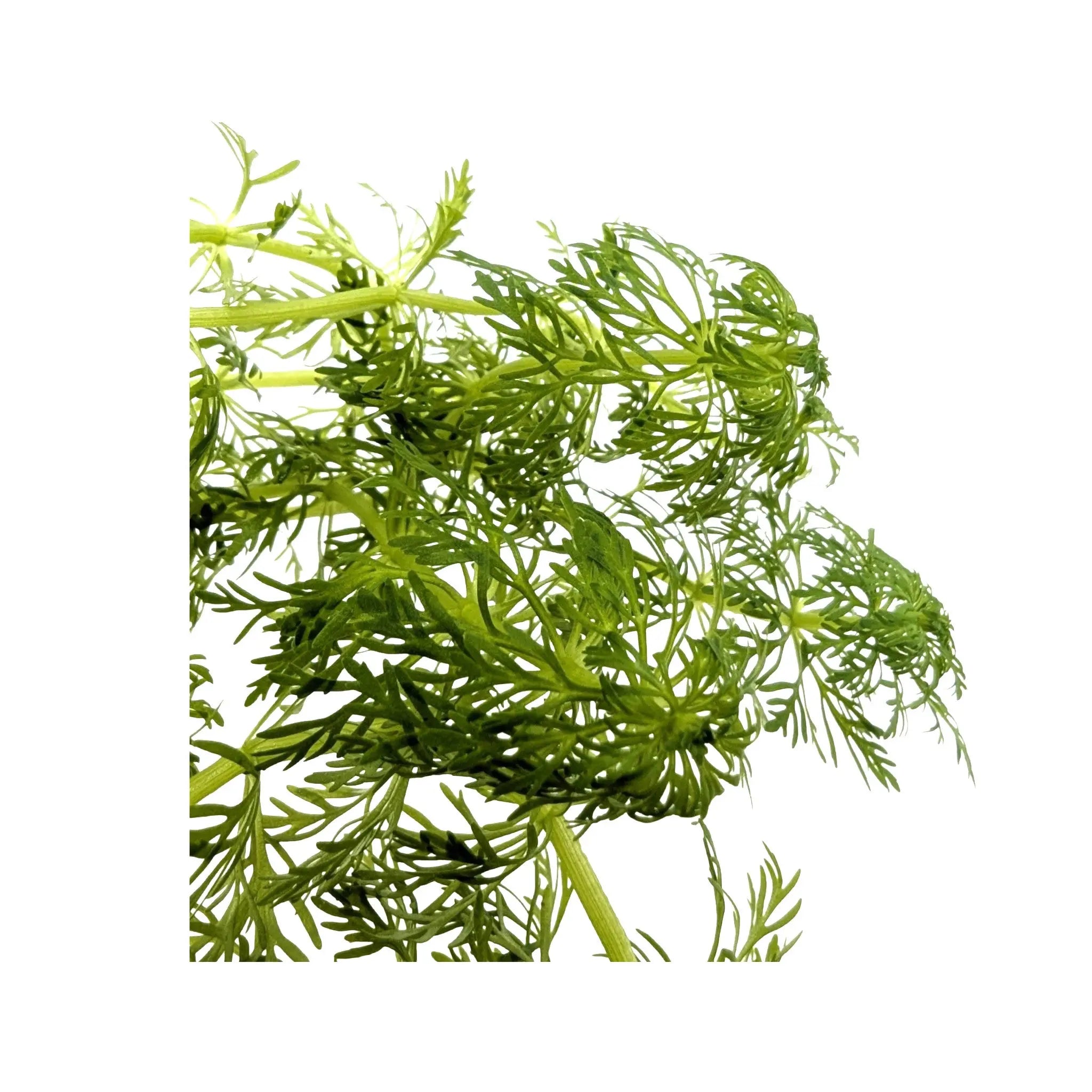 Limnophila sessiliflora Tropica