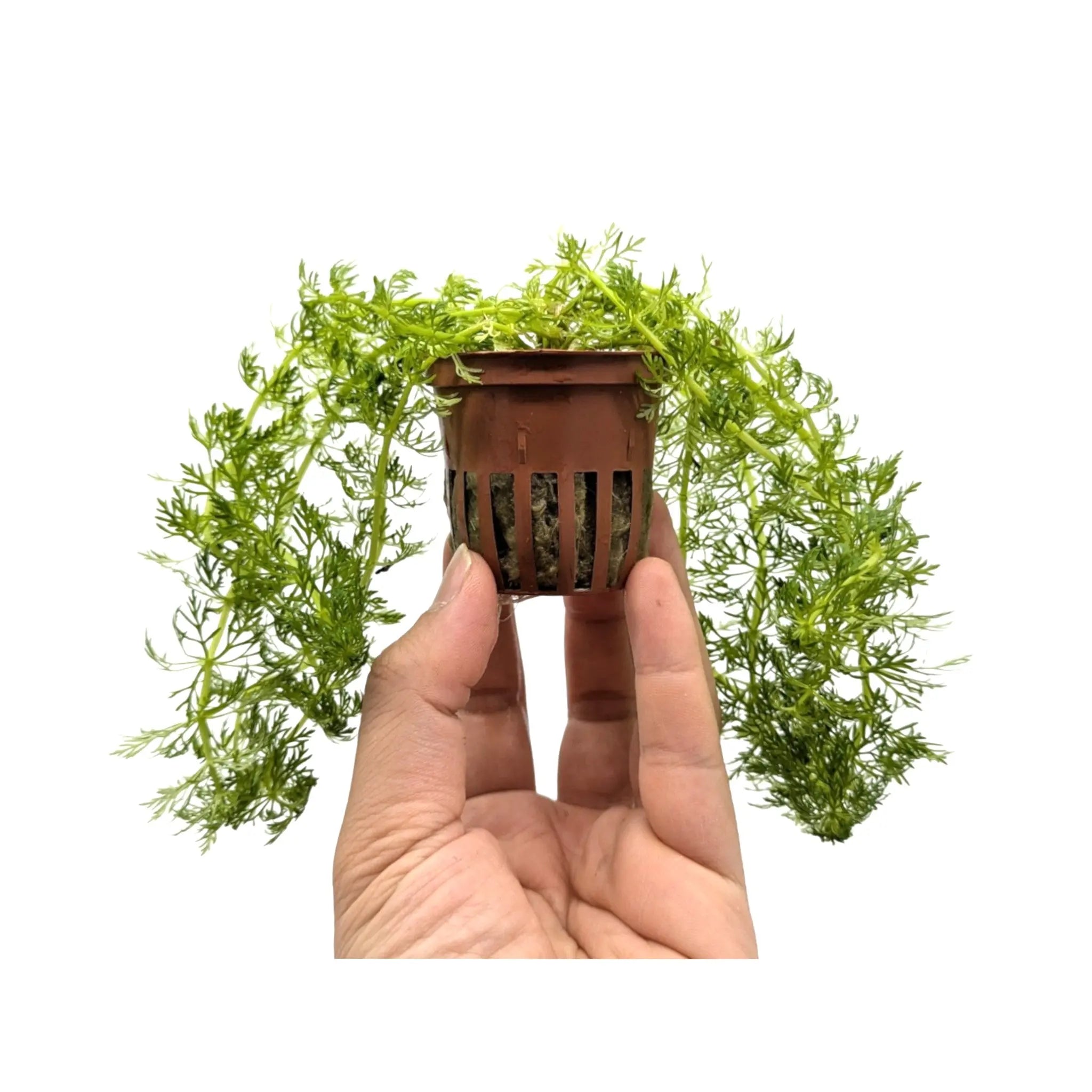 Limnophila sessiliflora Tropica