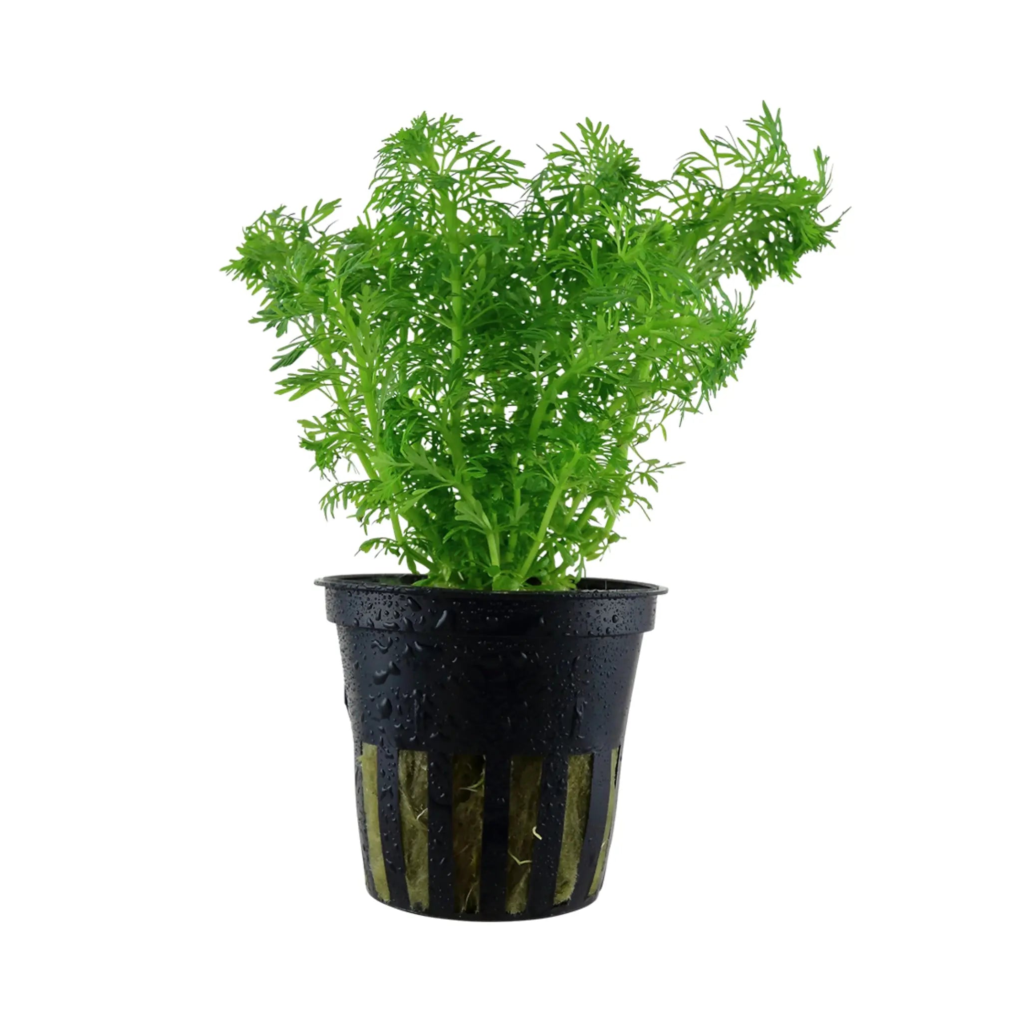 Limnophila sessiliflora Tropica