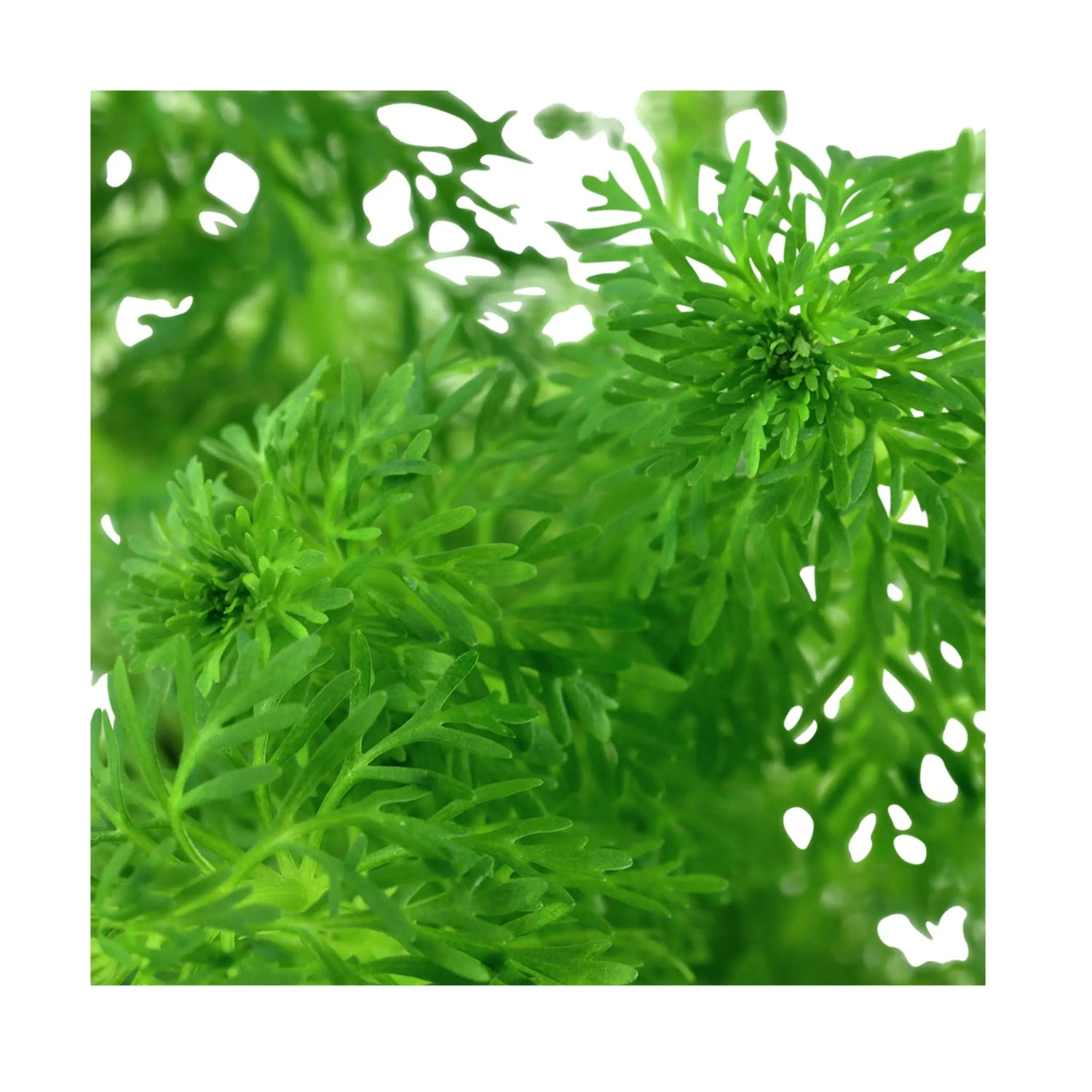 Limnophila sessiliflora Tropica