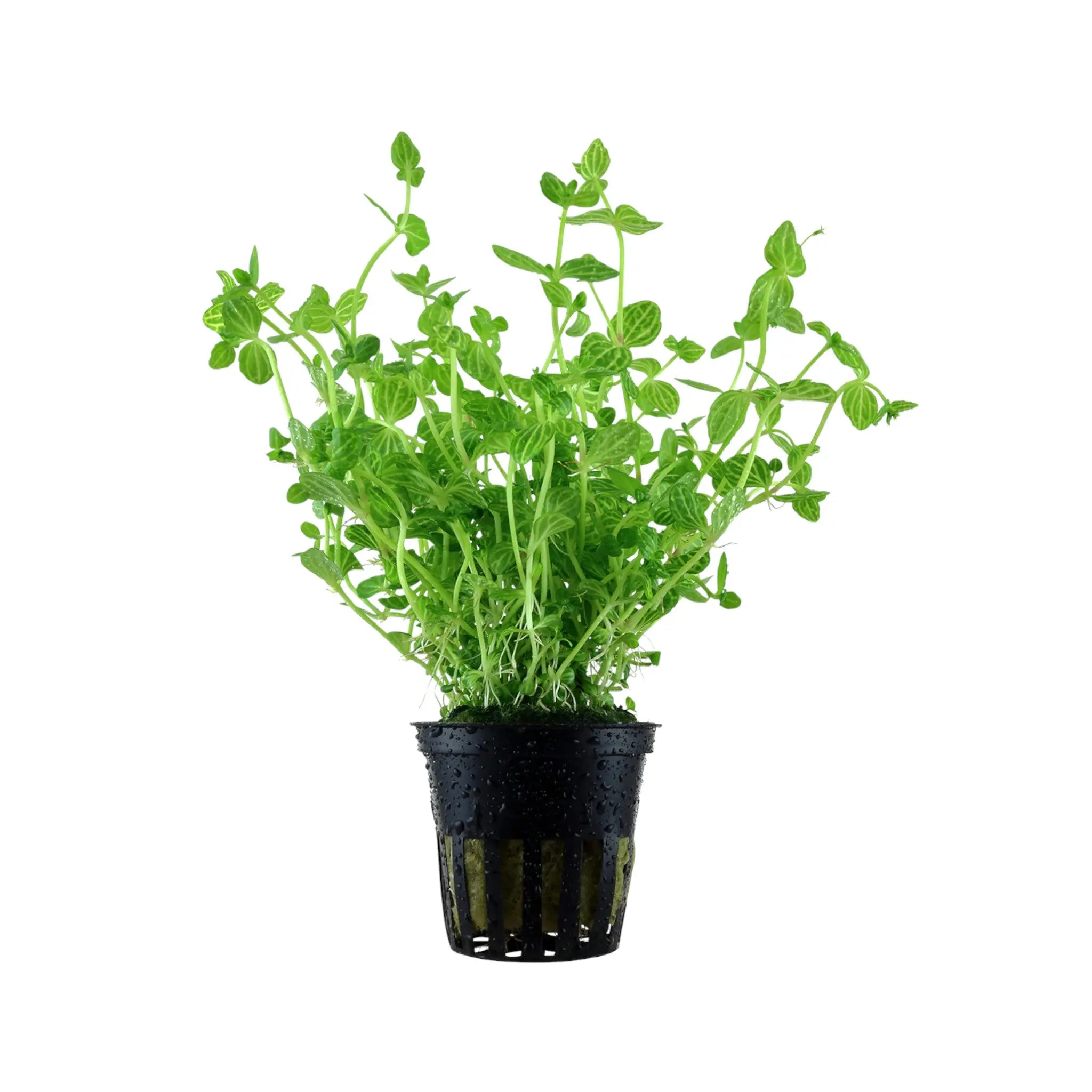 Lindernia rotundifolia Tropica