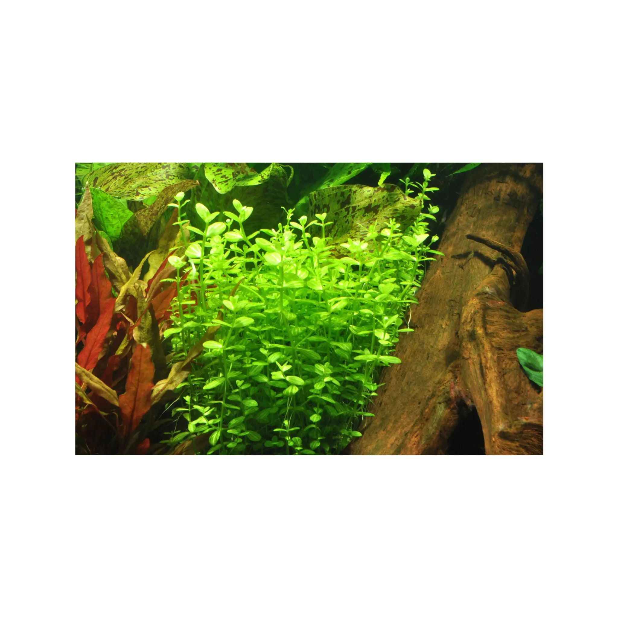 Lindernia rotundifolia Tropica