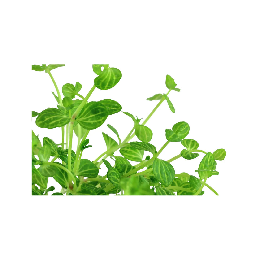 Lindernia rotundifolia Tropica