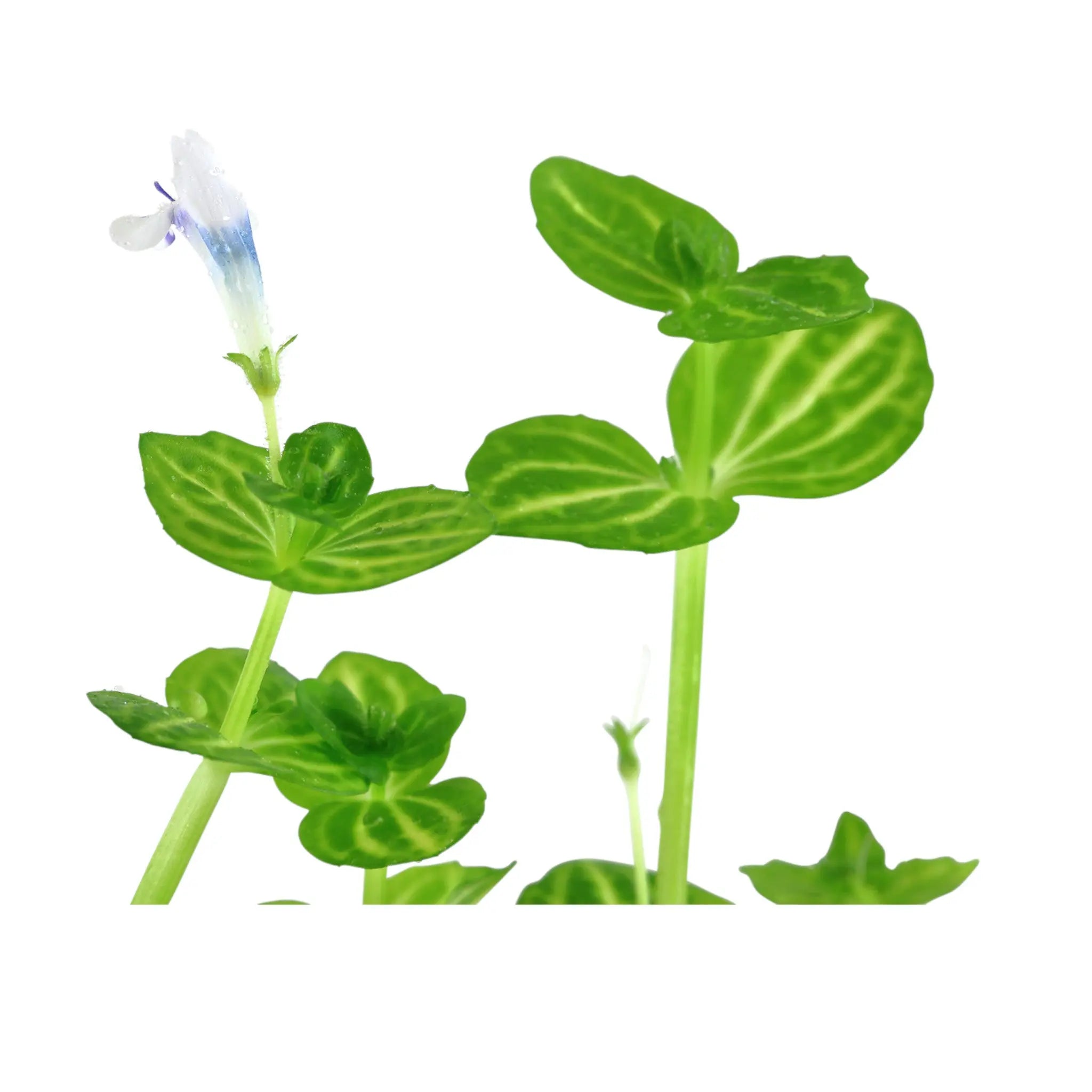 Lindernia rotundifolia Tropica