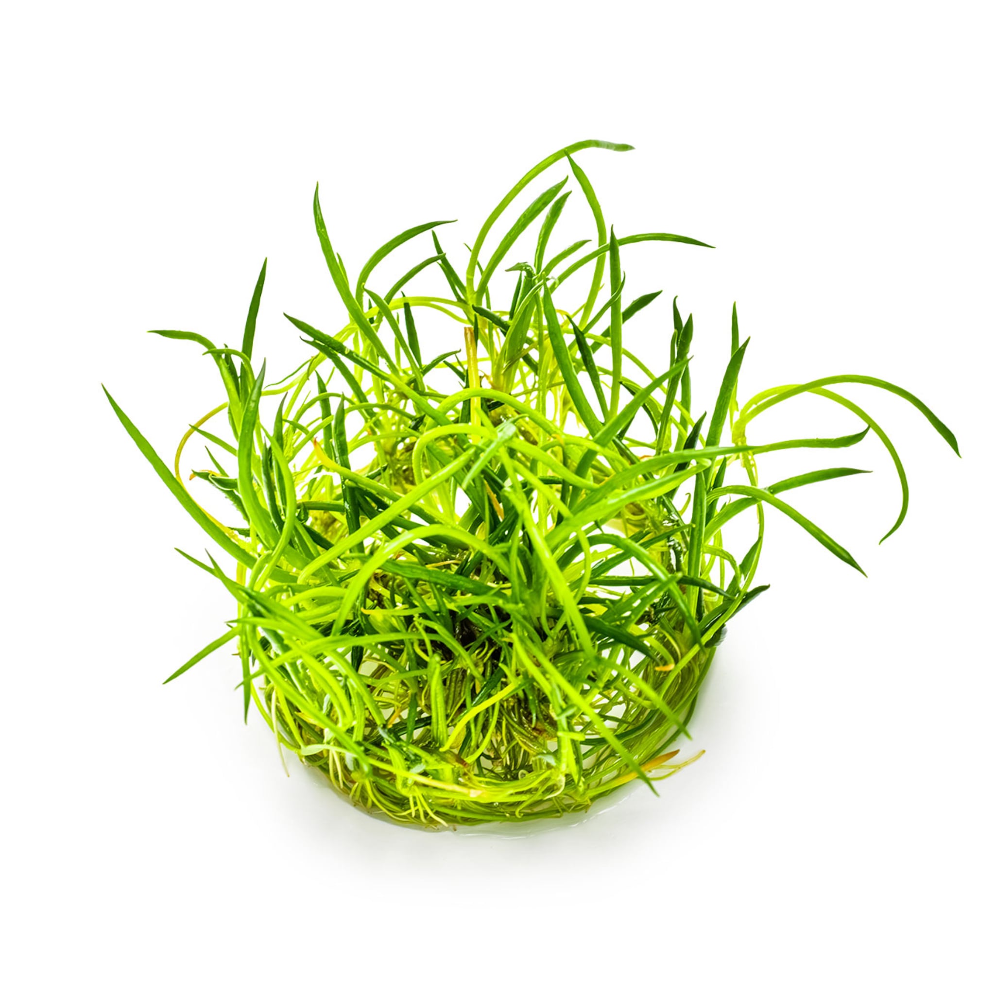 Tropica Littorella uniflora 1-2-GROW!