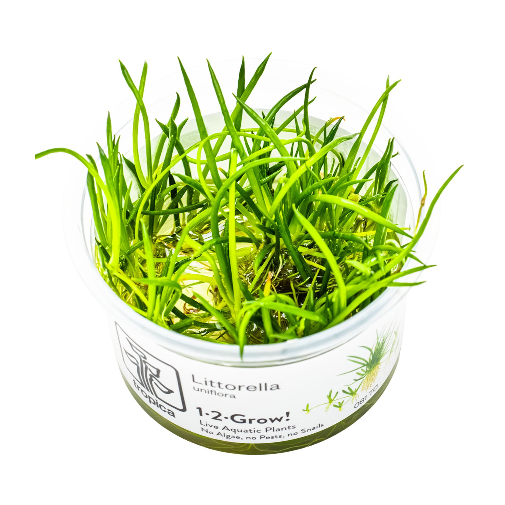 Tropica Littorella uniflora 1-2-GROW!