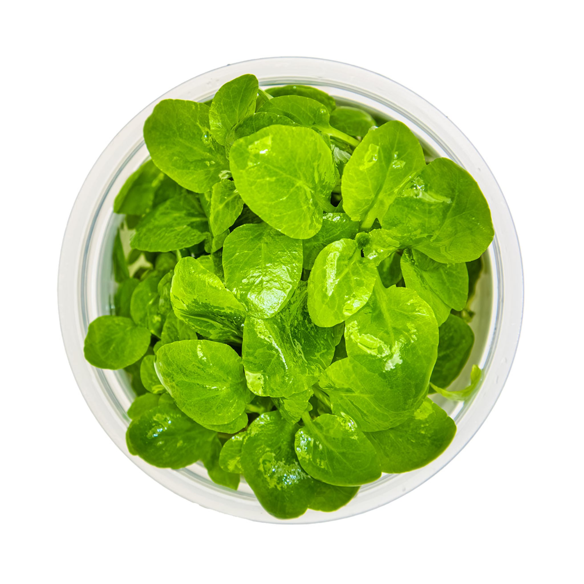 Tropica Lobelia cardinalis Mini 1-2-GROW!