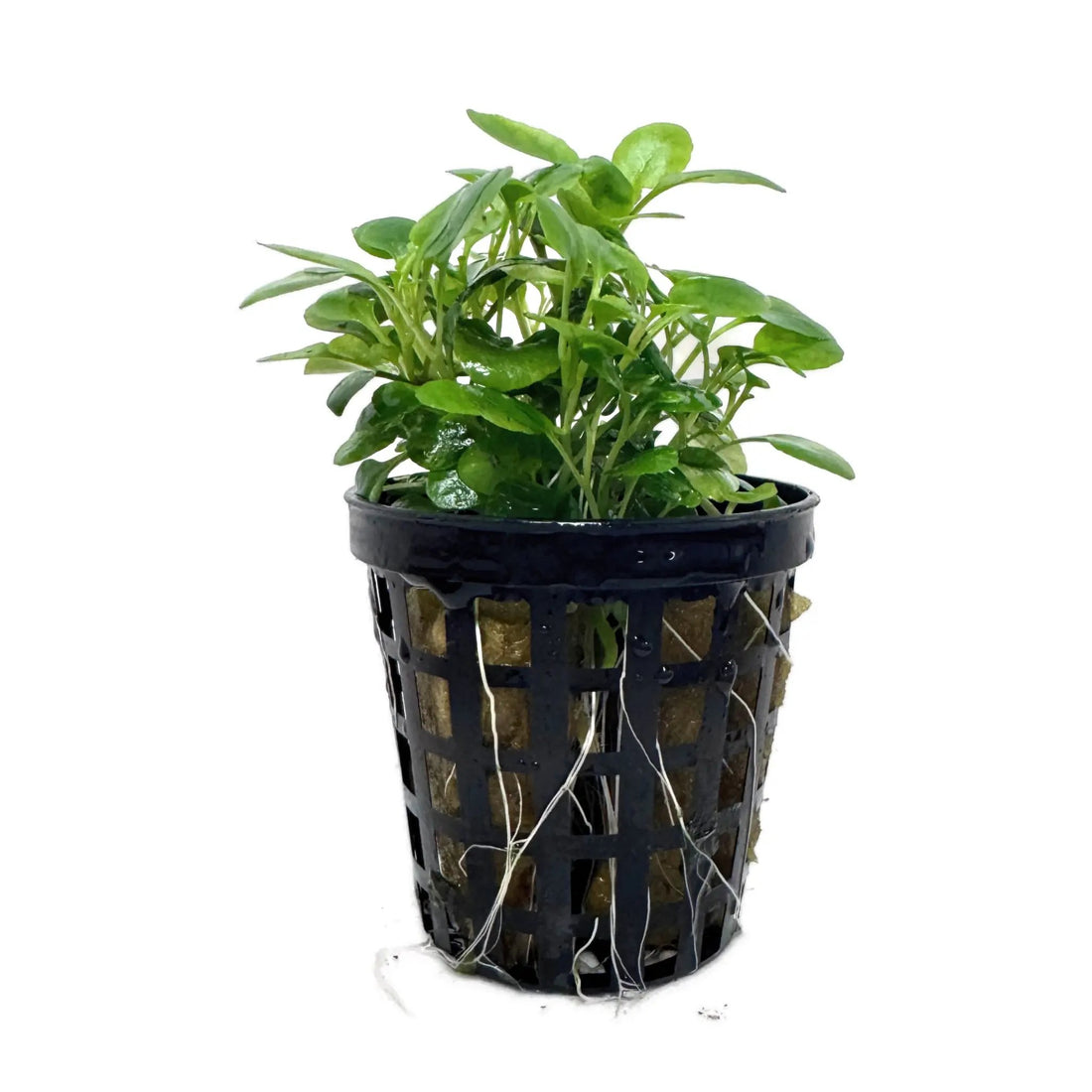 Lobelia cardinalis Mini Aqua Essentials