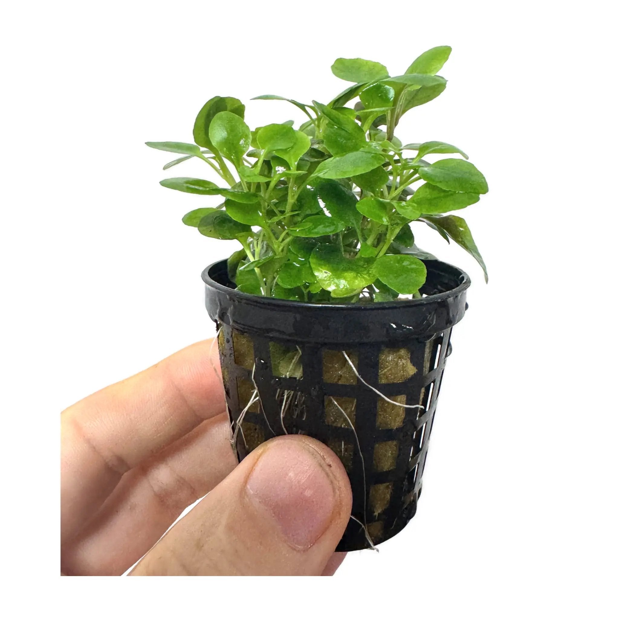 Lobelia cardinalis Mini Aqua Essentials