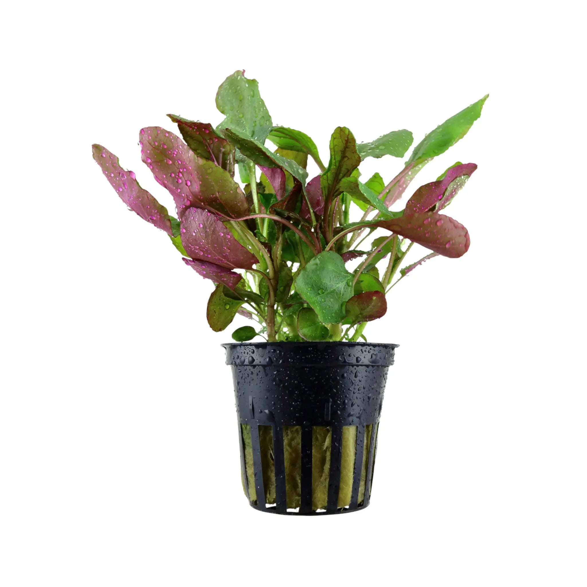 Lobelia cardinalis (Scarlet lobelia) Tropica