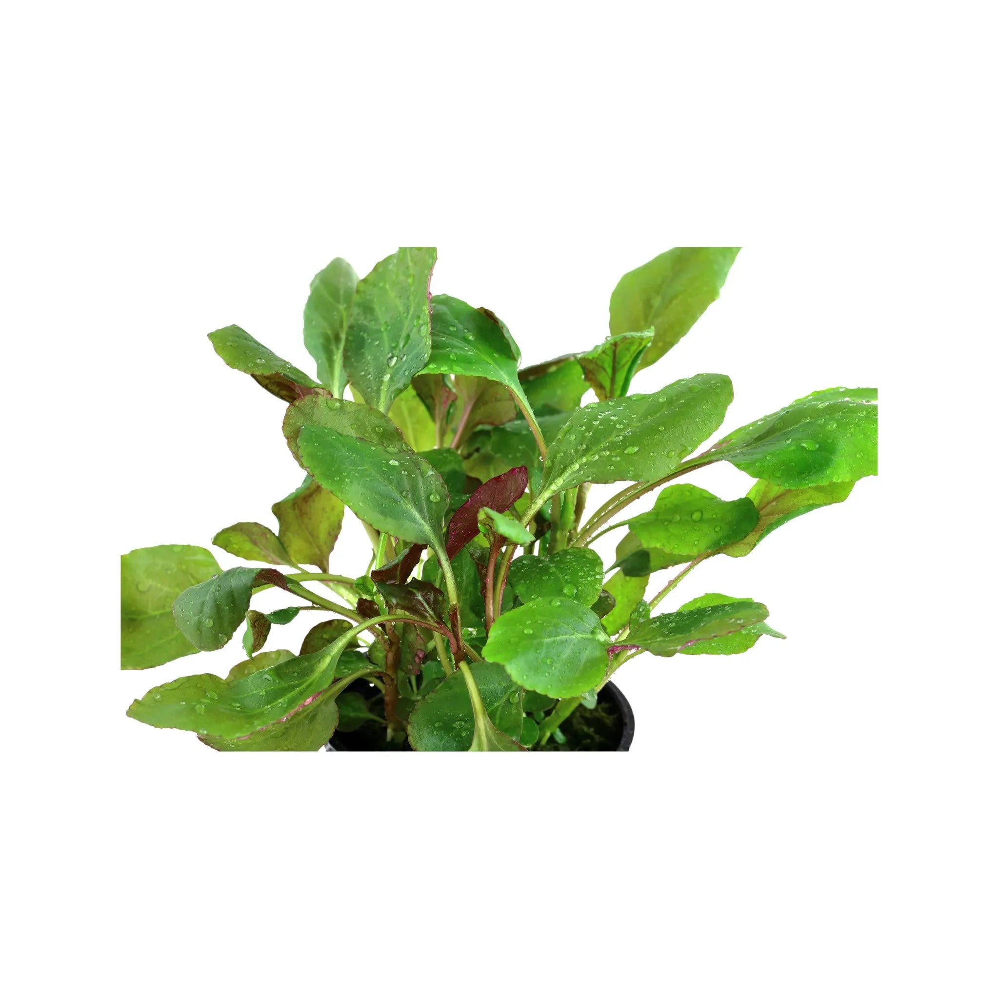 Lobelia cardinalis (Scarlet lobelia) Tropica