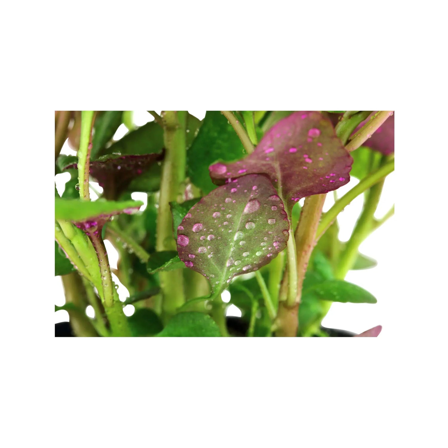 Lobelia cardinalis (Scarlet lobelia) Tropica