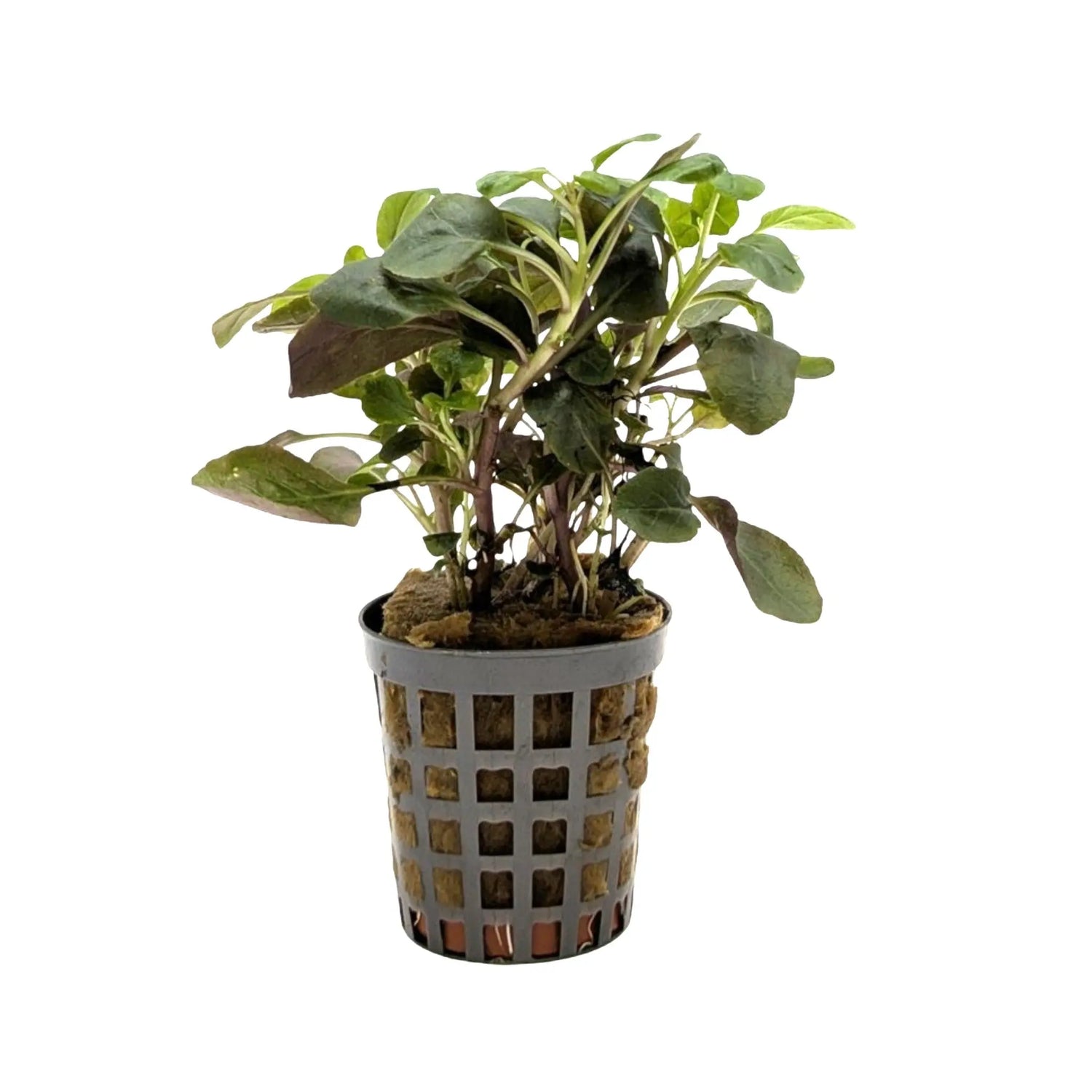 Lobelia cardinalis dwarf Aquafleur