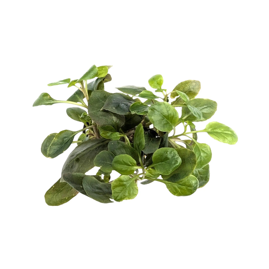 Lobelia cardinalis dwarf Aquafleur