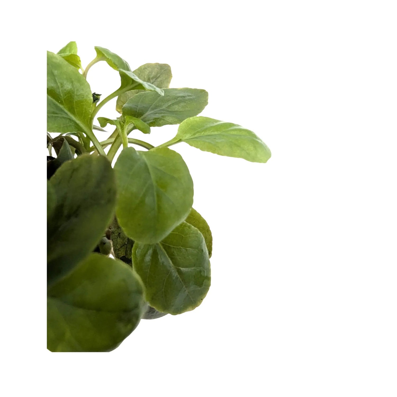 Lobelia cardinalis dwarf Aquafleur