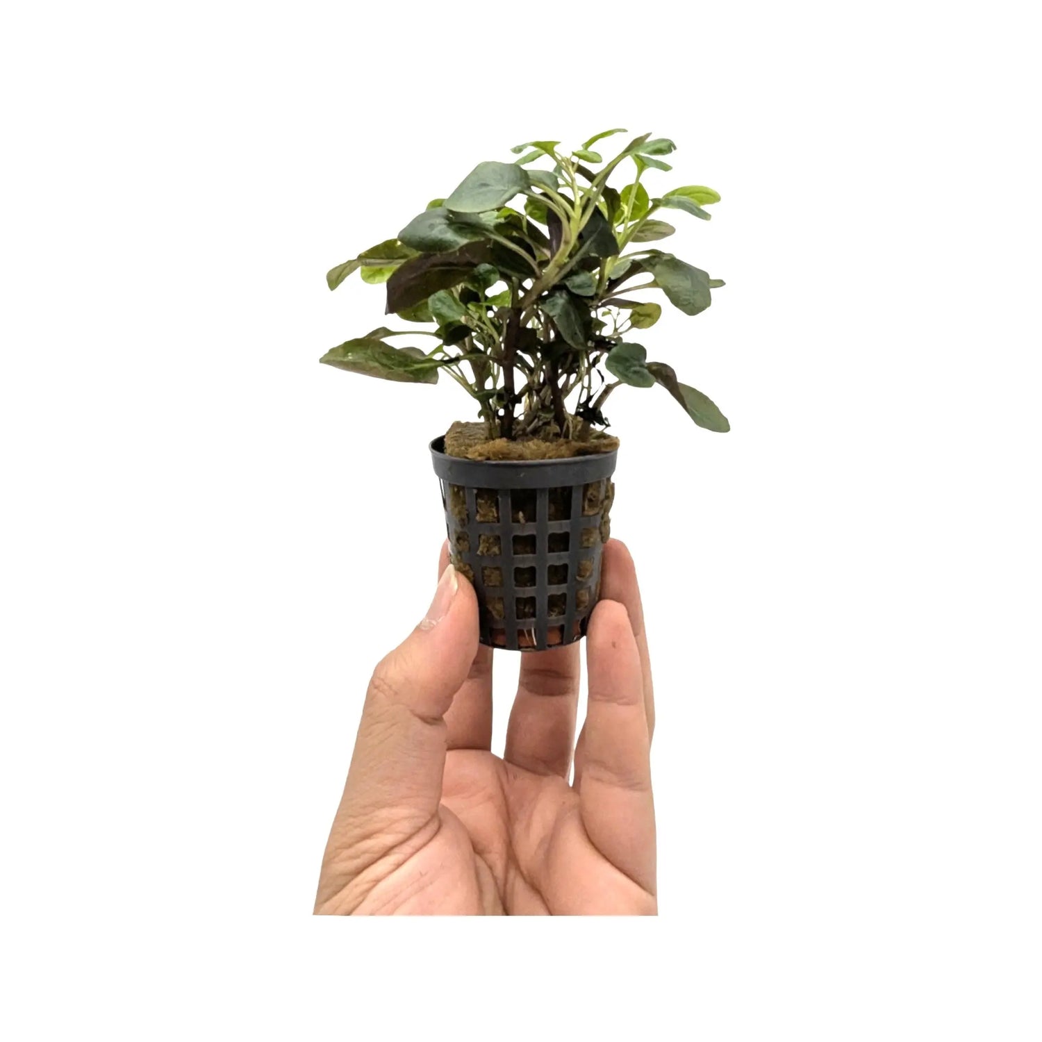 Lobelia cardinalis dwarf Aquafleur