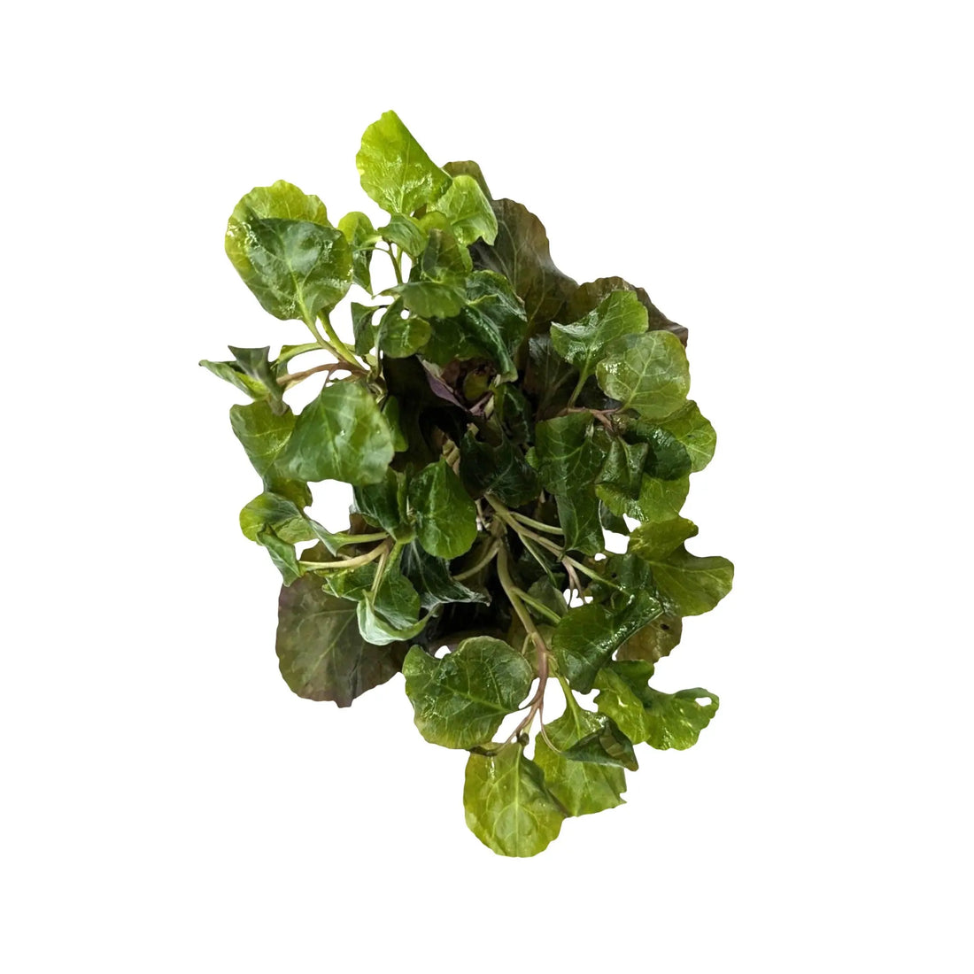 Lobelia cardinalis wavy Aquafleur