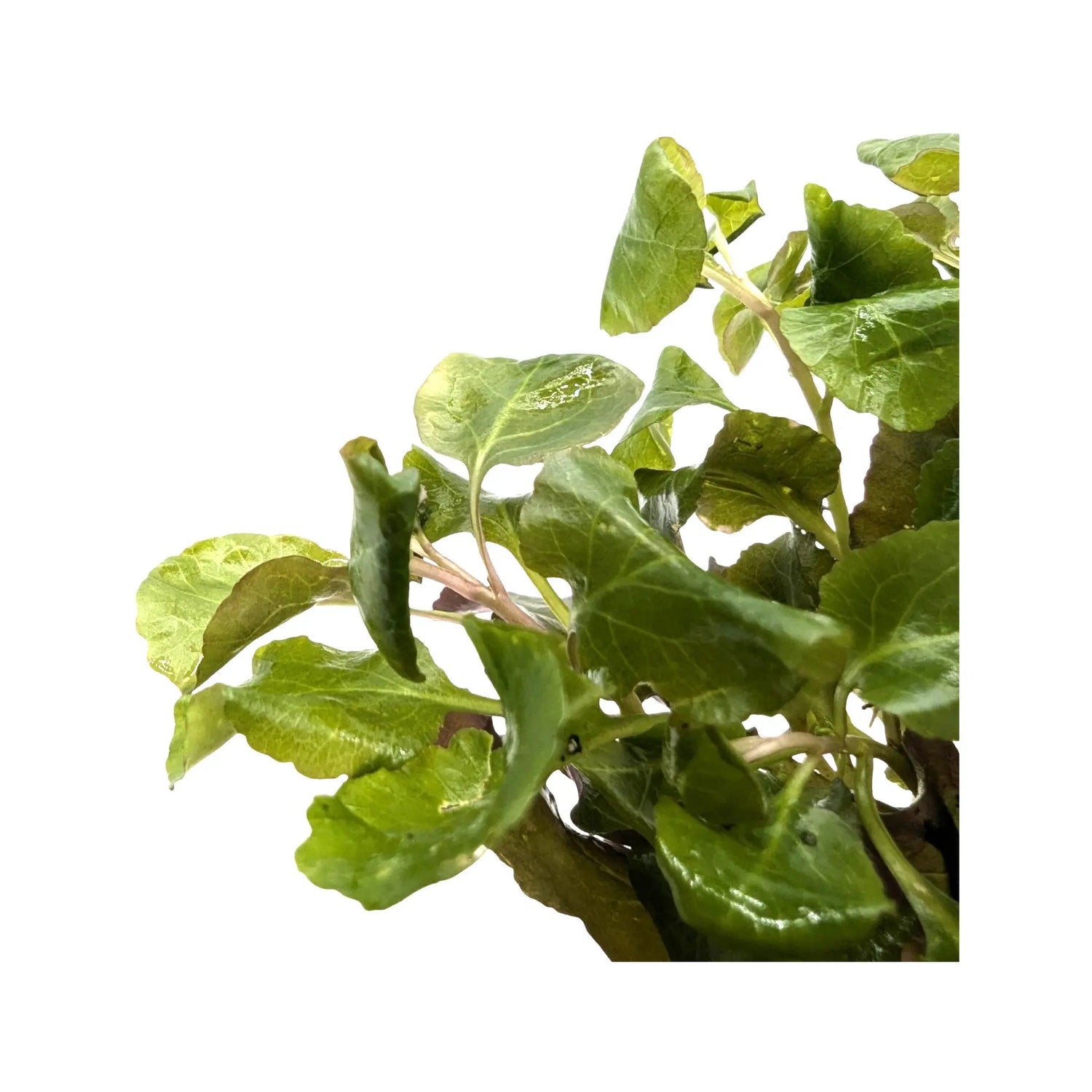 Lobelia cardinalis wavy Aquafleur