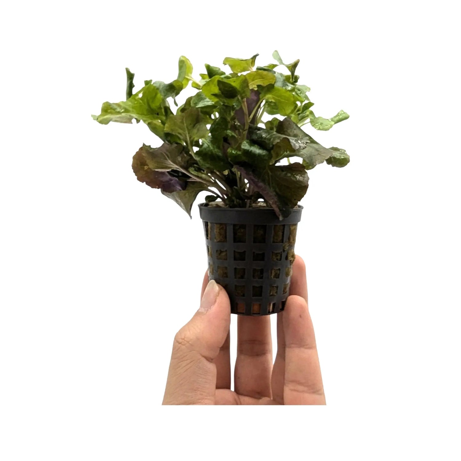 Lobelia cardinalis wavy Aquafleur