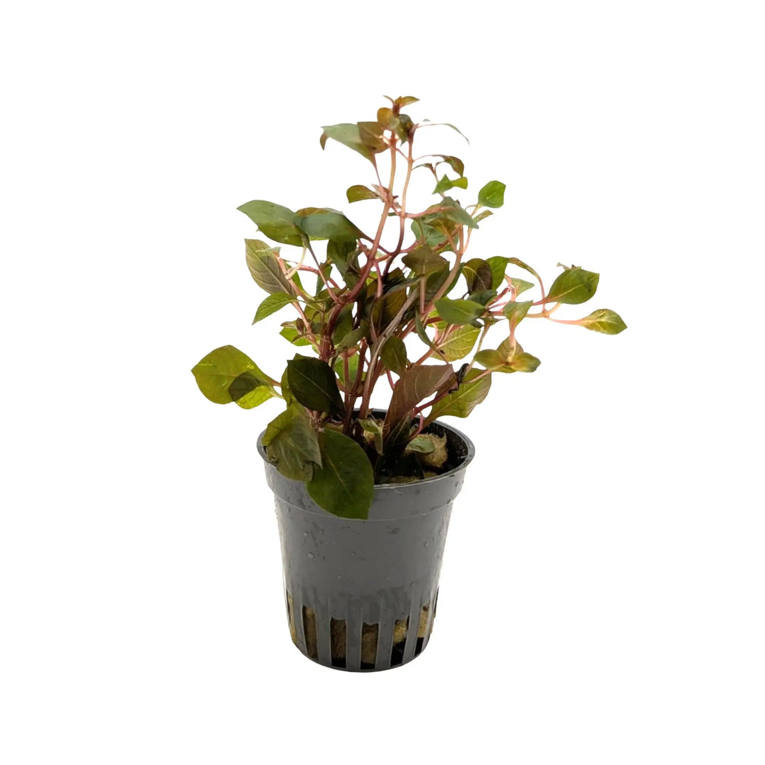 Ludwigia Mini Super Red Aquafleur