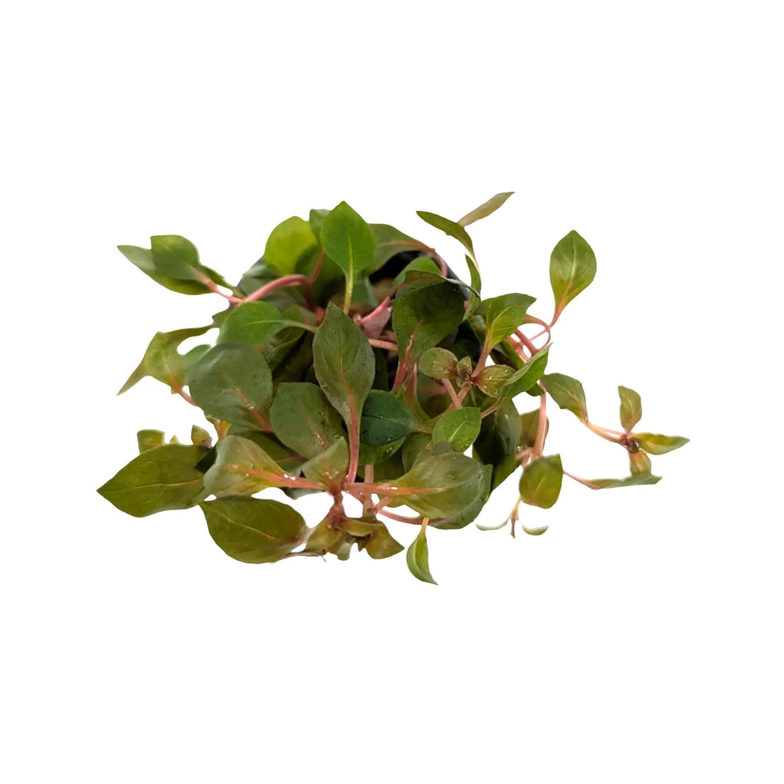 Ludwigia Mini Super Red Aquafleur