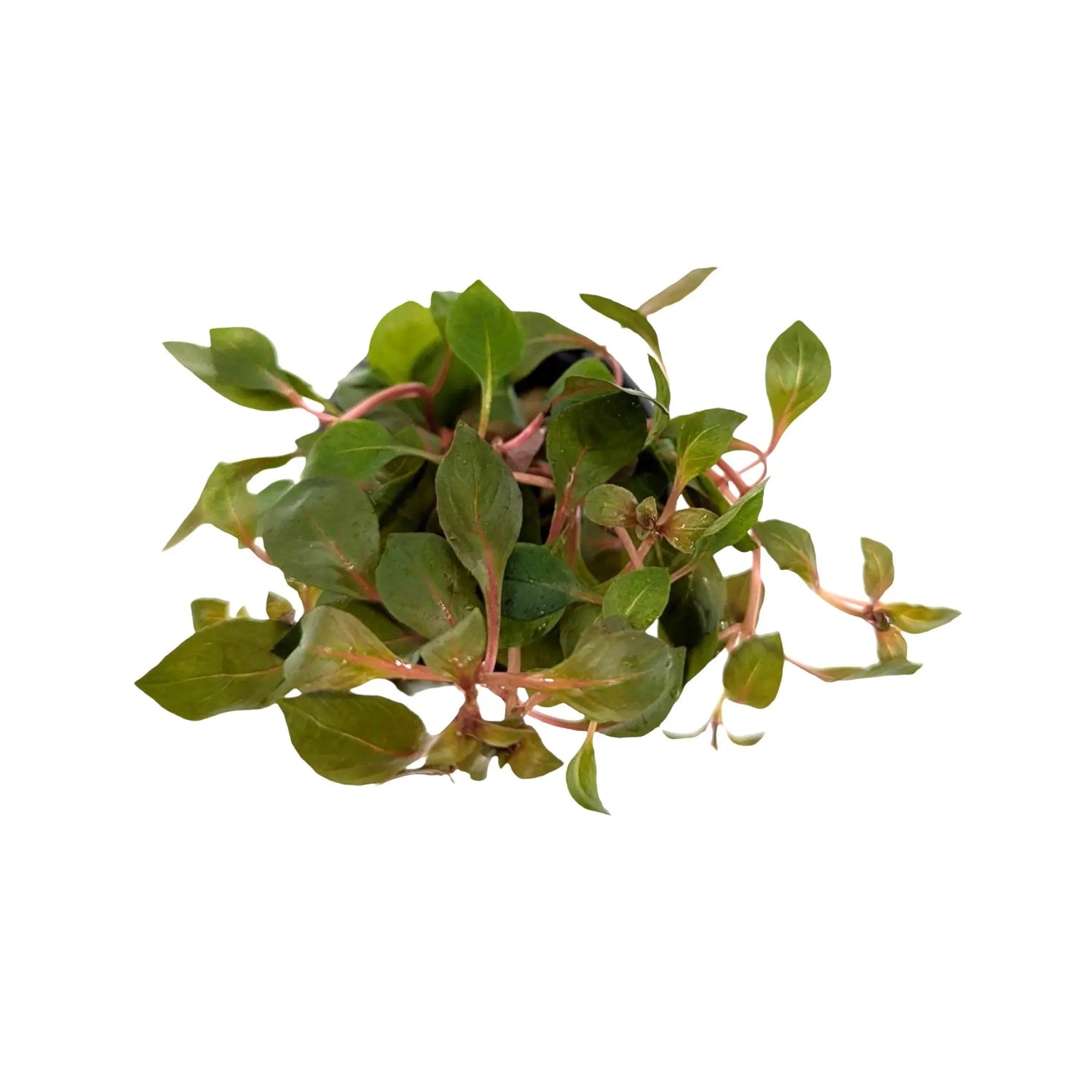 Ludwigia Mini Super Red Aquafleur