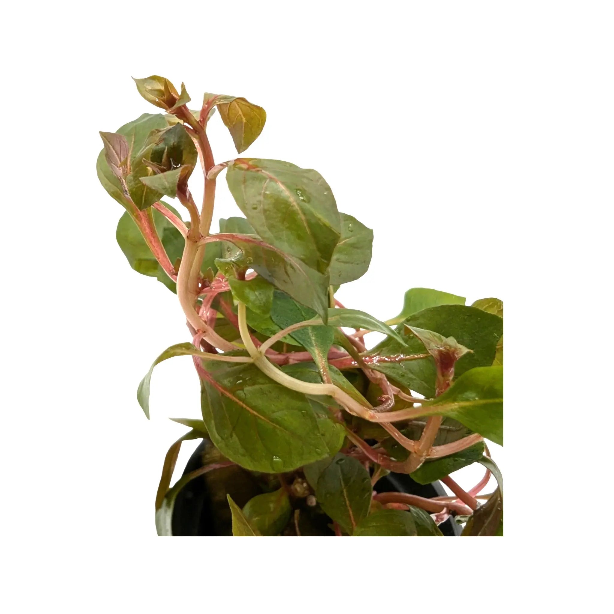 Ludwigia Mini Super Red Aquafleur