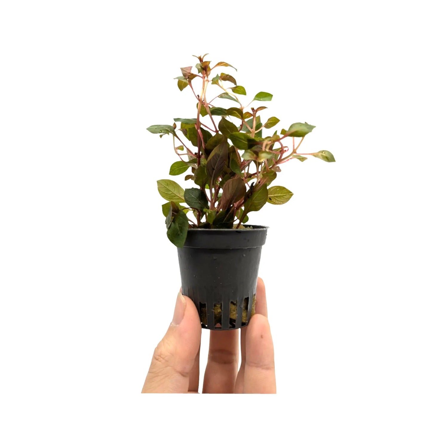 Ludwigia Mini Super Red Aquafleur